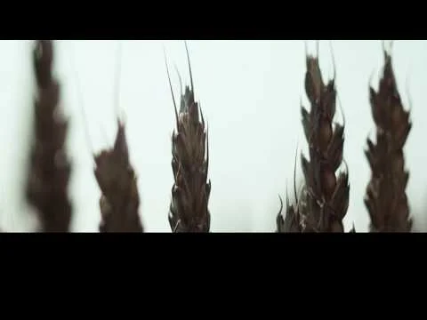 The Hoegaarden Story