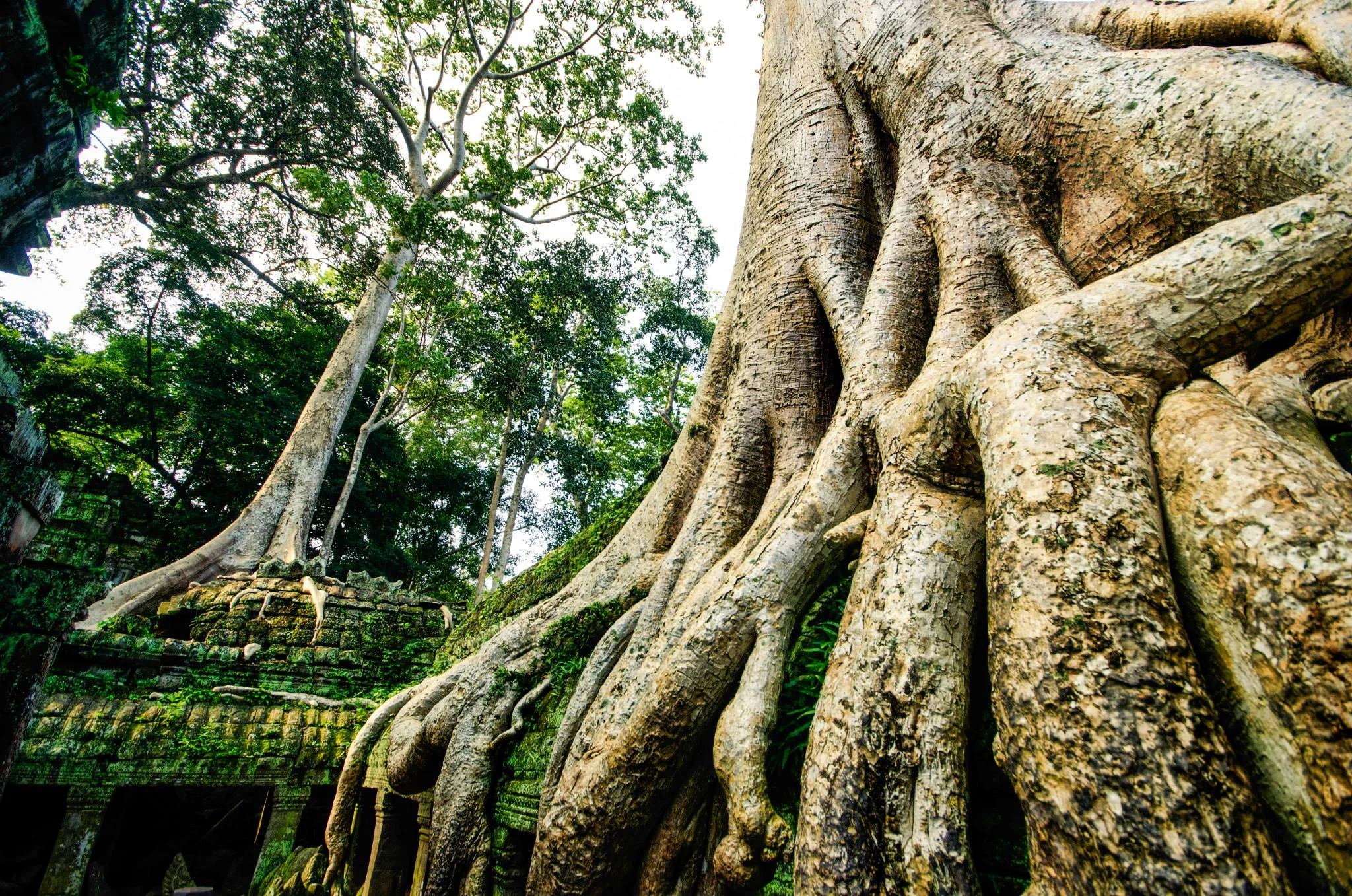 tree.jpg