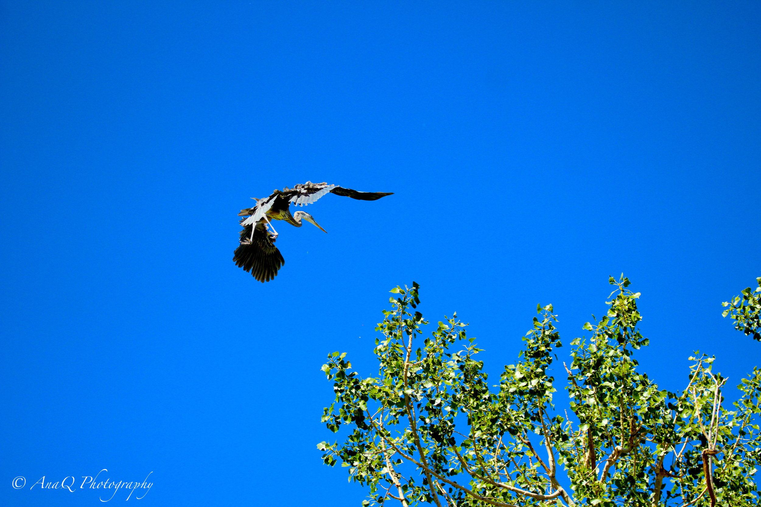 IMG_8619 copy 3.JPG