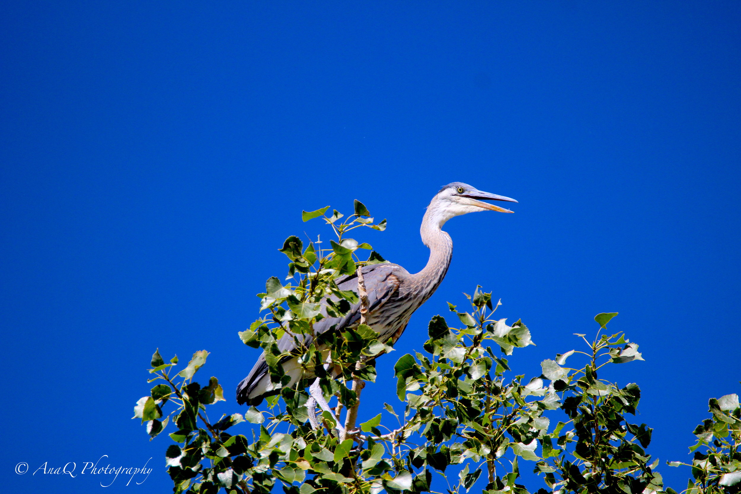 IMG_8635 copy 3.JPG