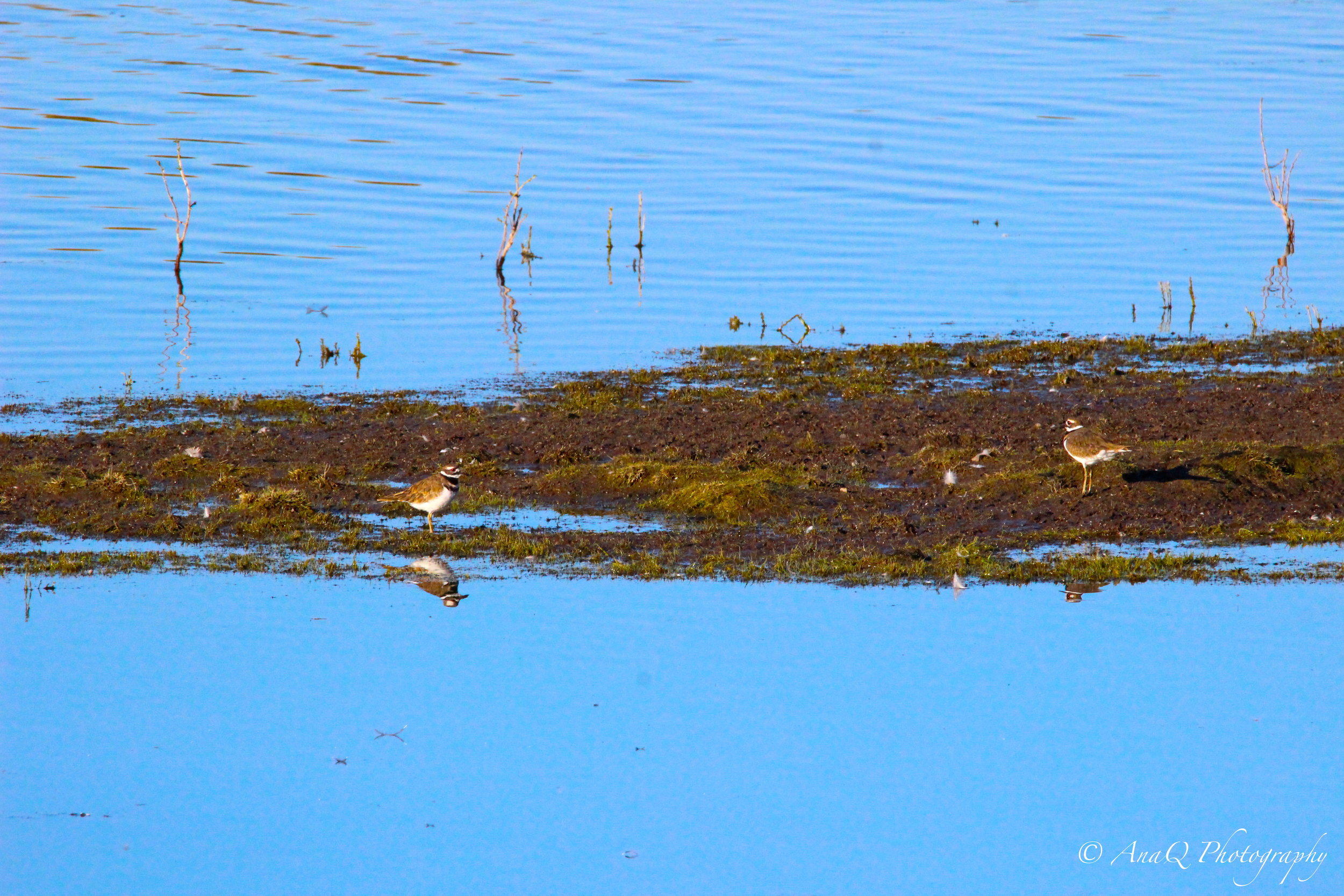 IMG_8778 copy 3.JPG
