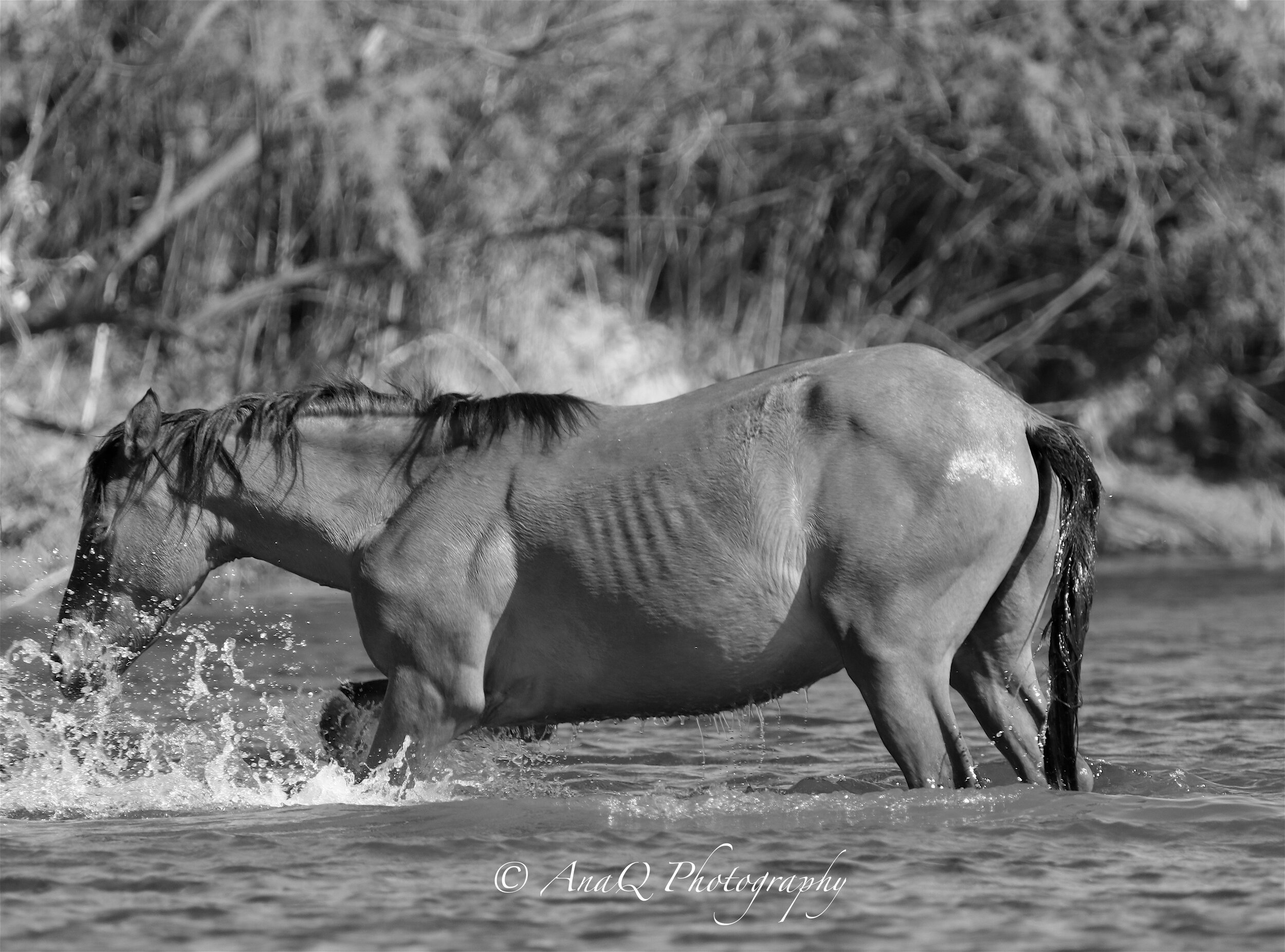 IMG_5046 copy 2.jpg