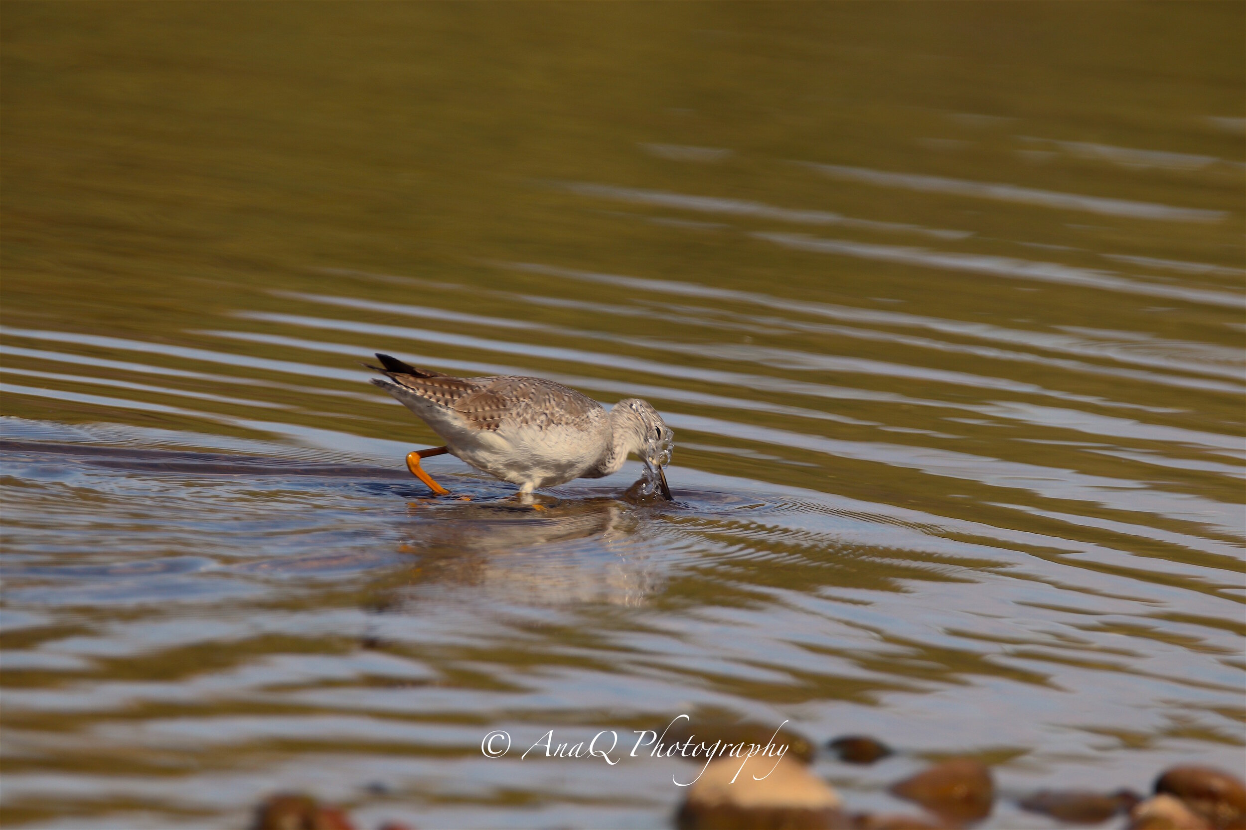 bird1 copy.jpg