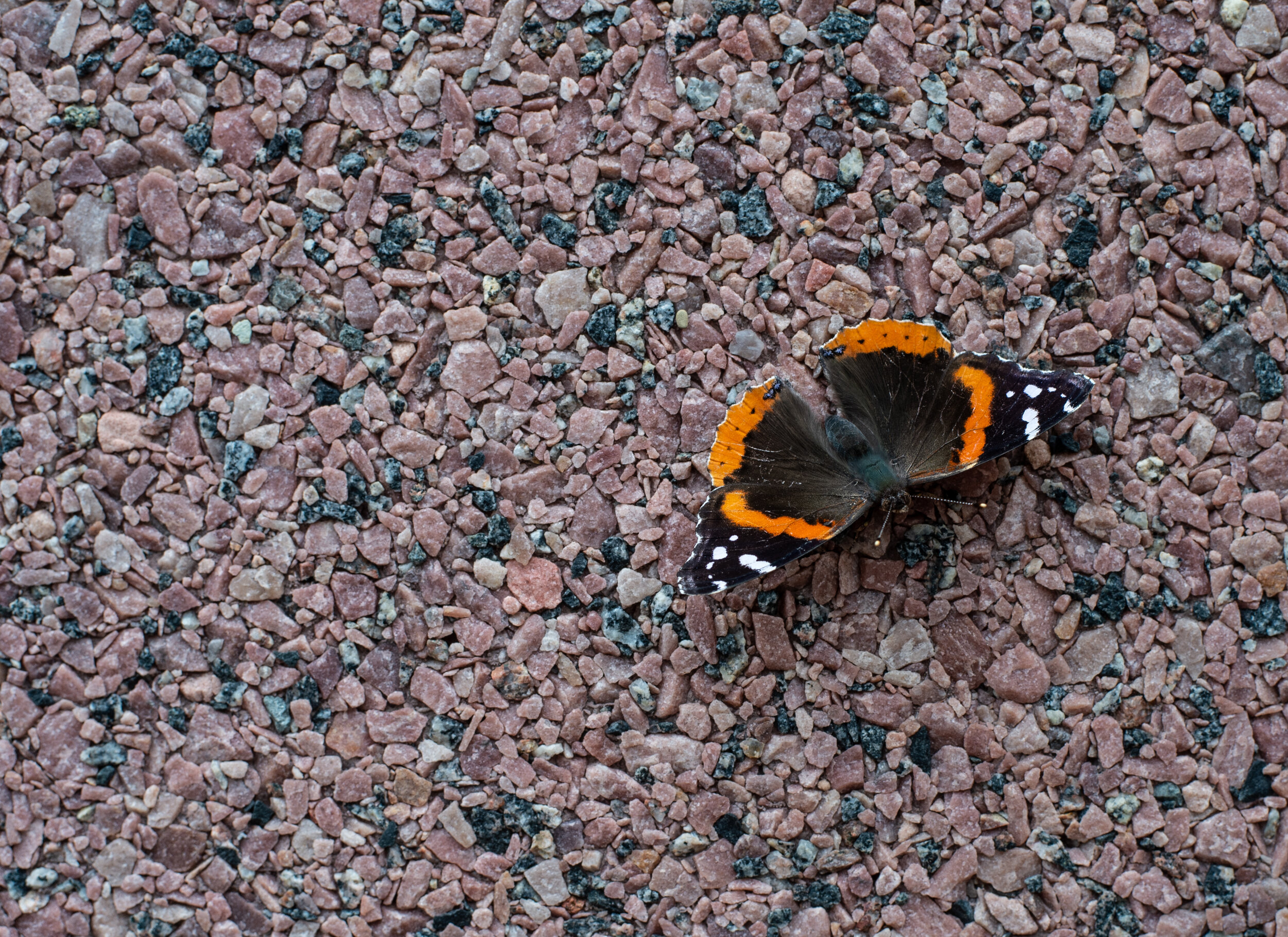 minneapolis butterfly.jpg