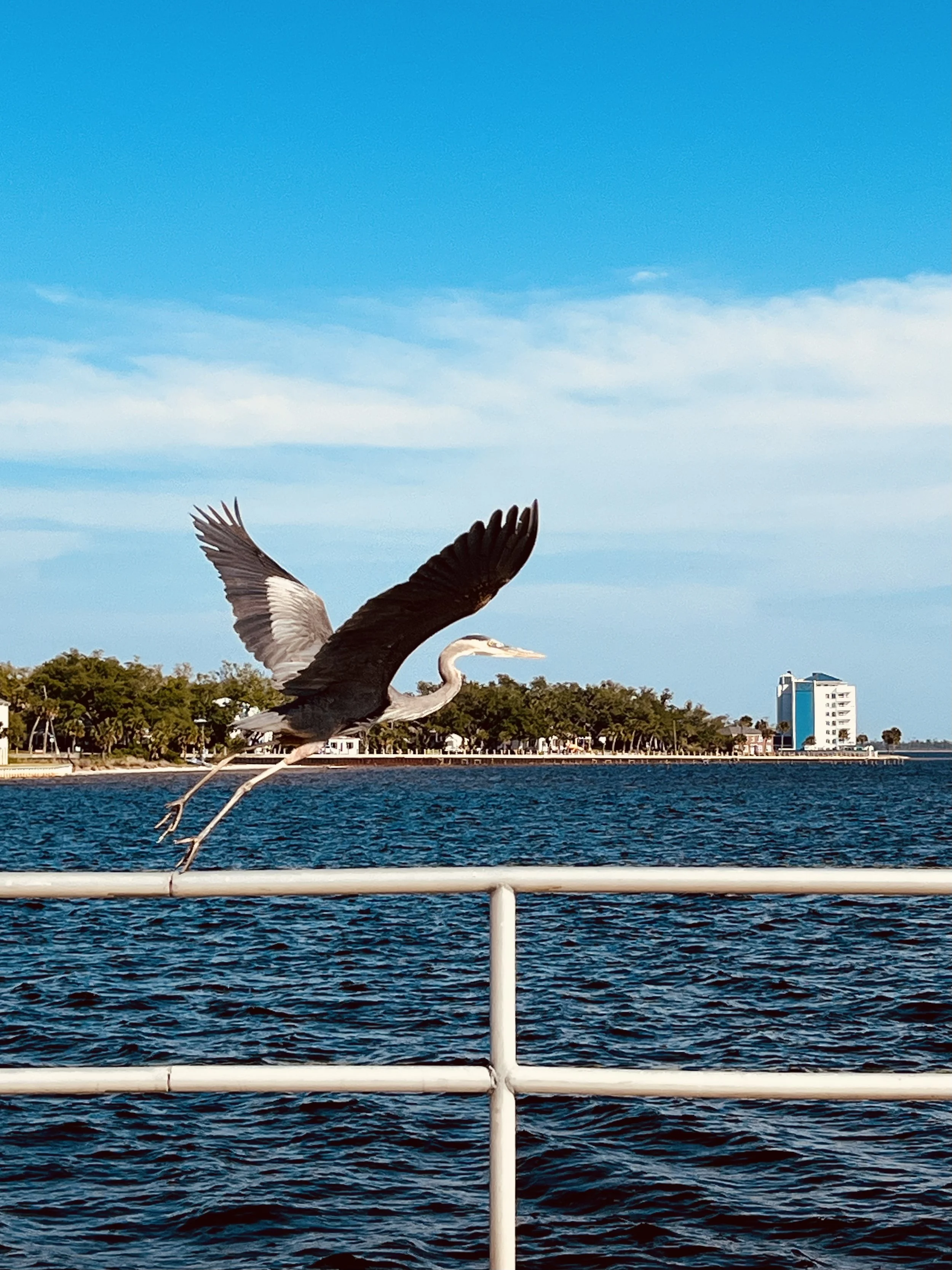 heron taking flight marina.jpg