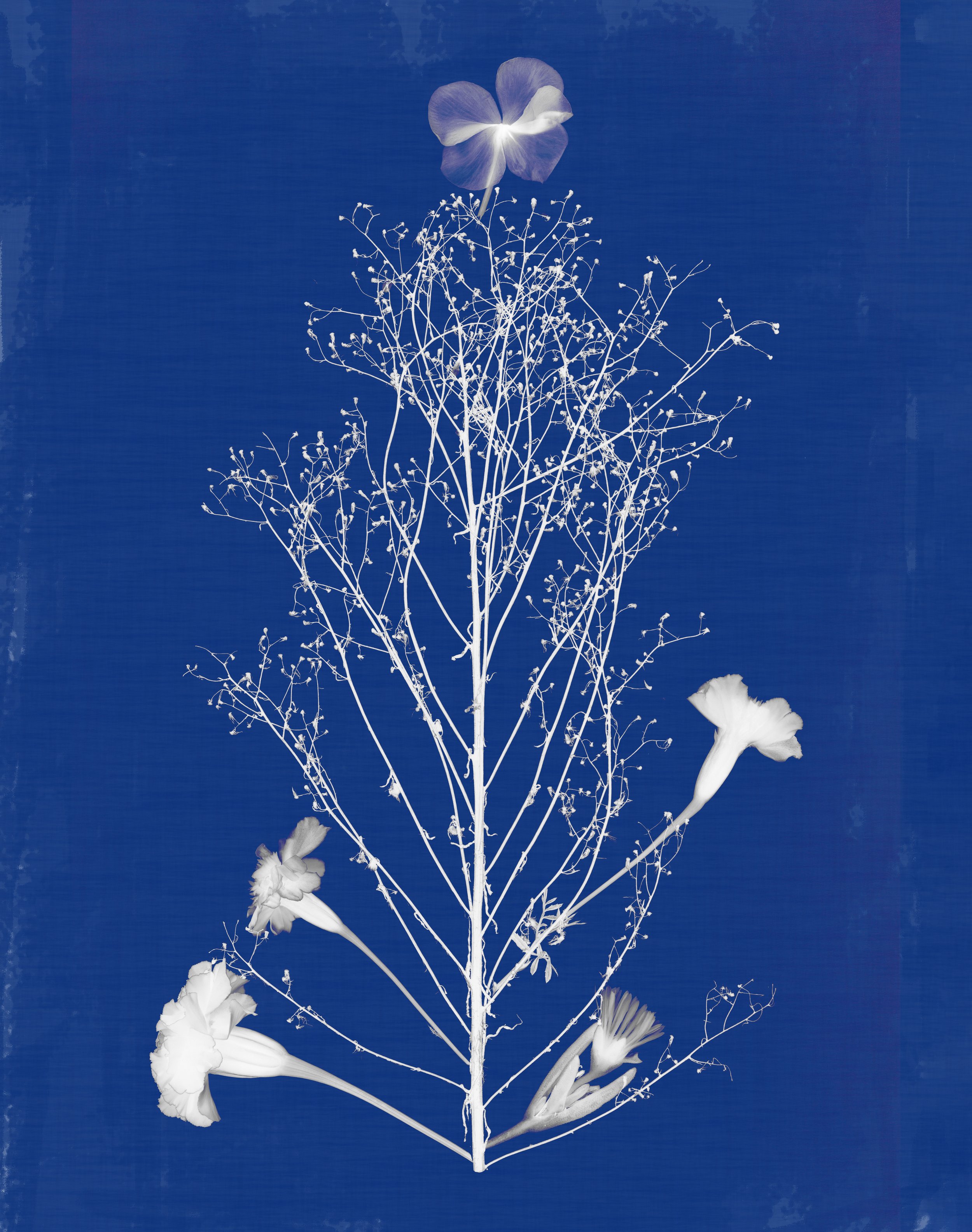 cyanotype print flowers.jpeg