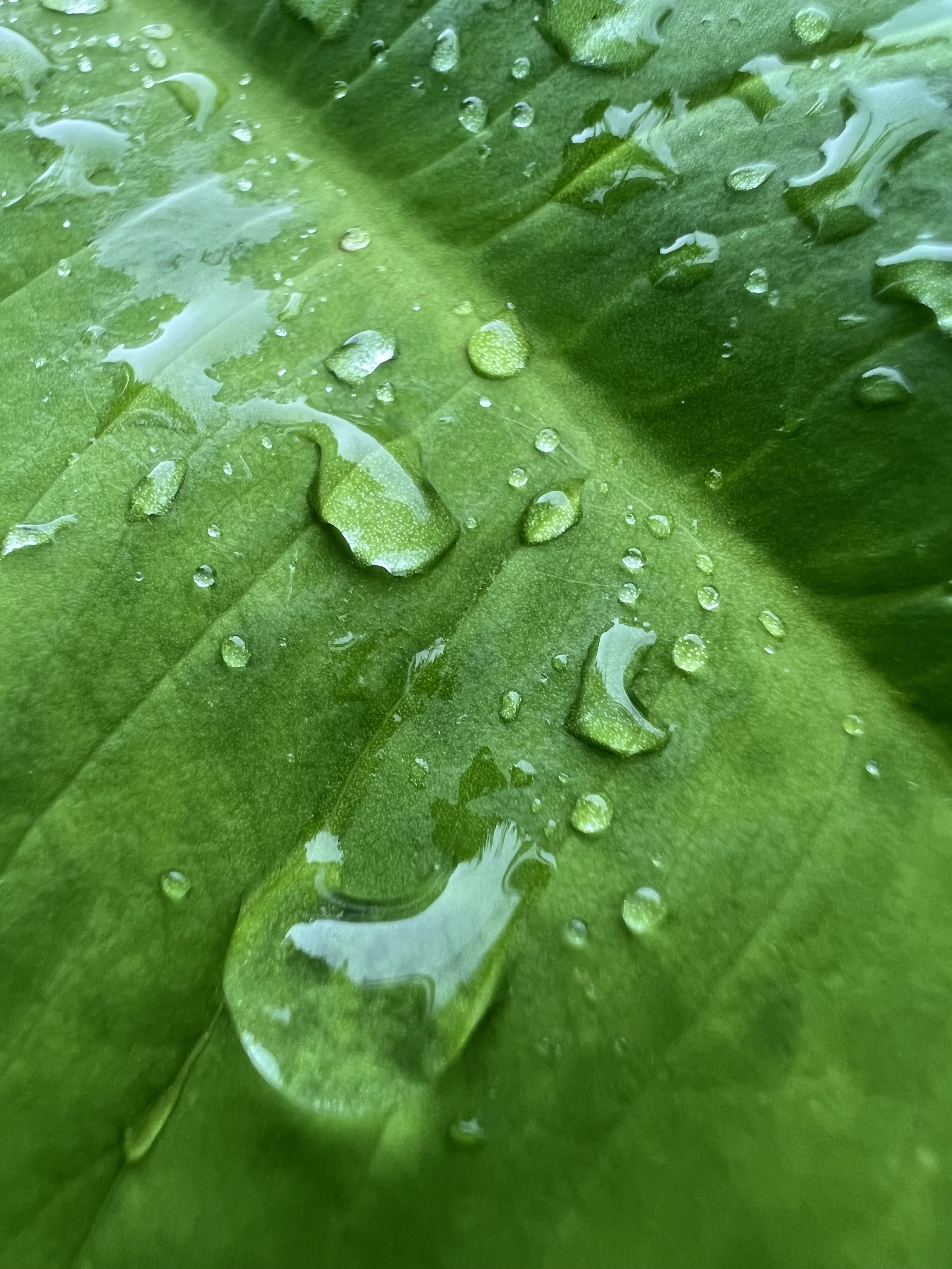 macro leaf 1.jpg