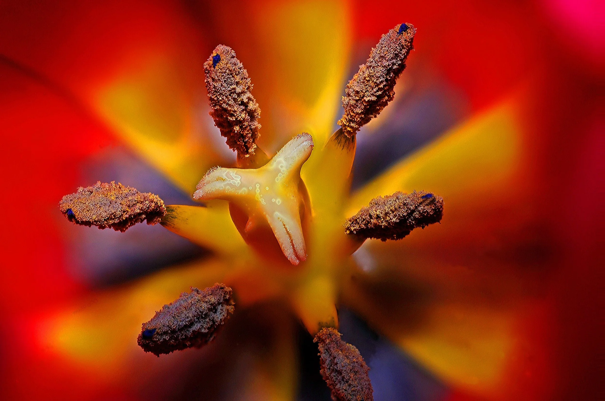 macro flower.jpg