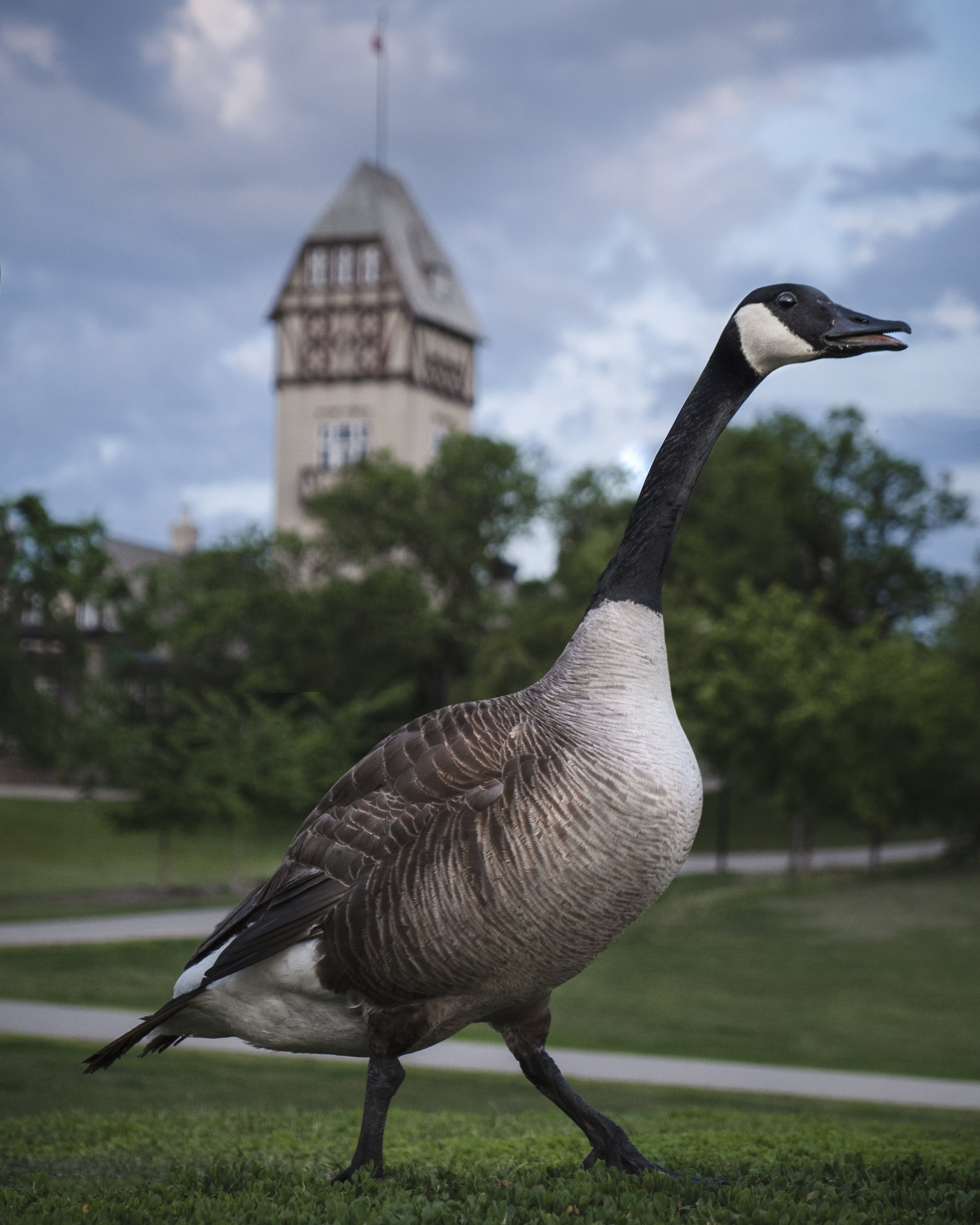 CanadianGoose.jpg