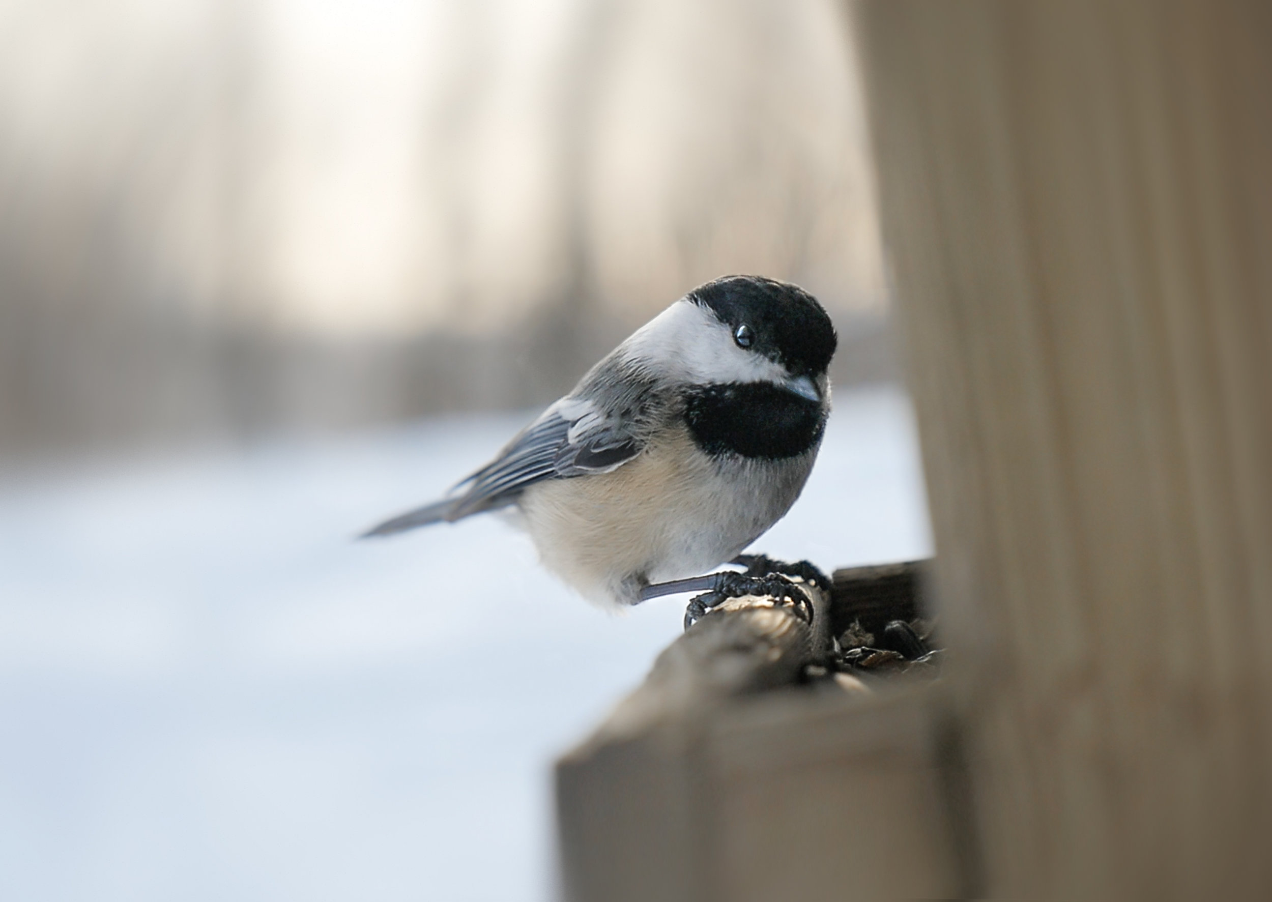 Chicadee.jpg