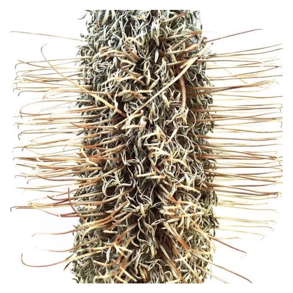 Brown Banksia by Helen Kleores