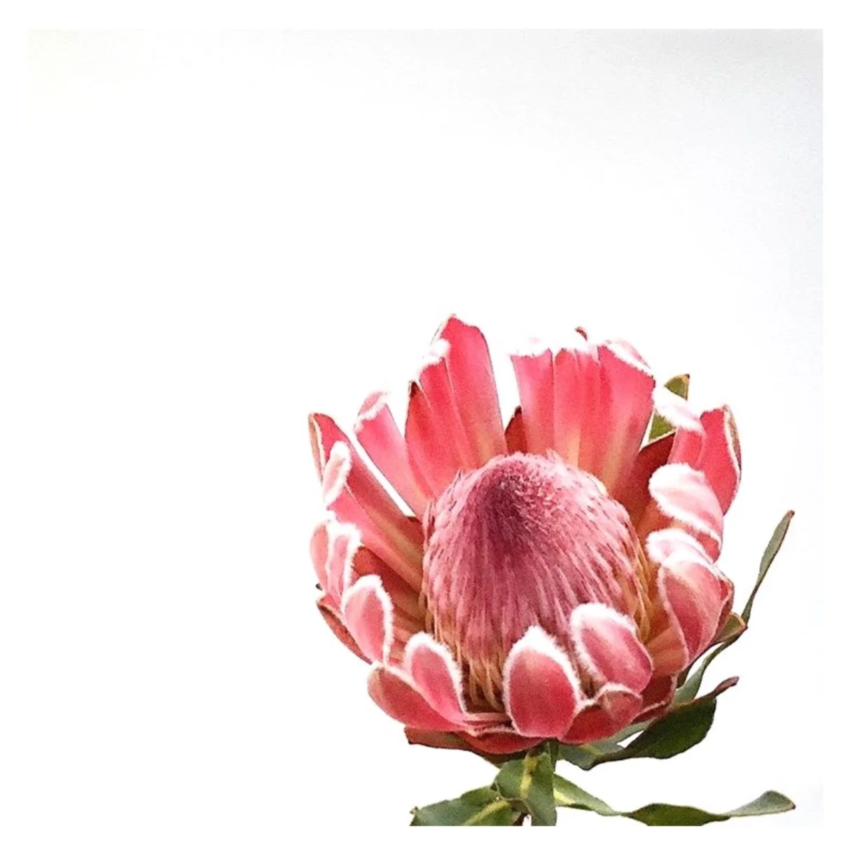 Pink Proteas by Helen Kleores
