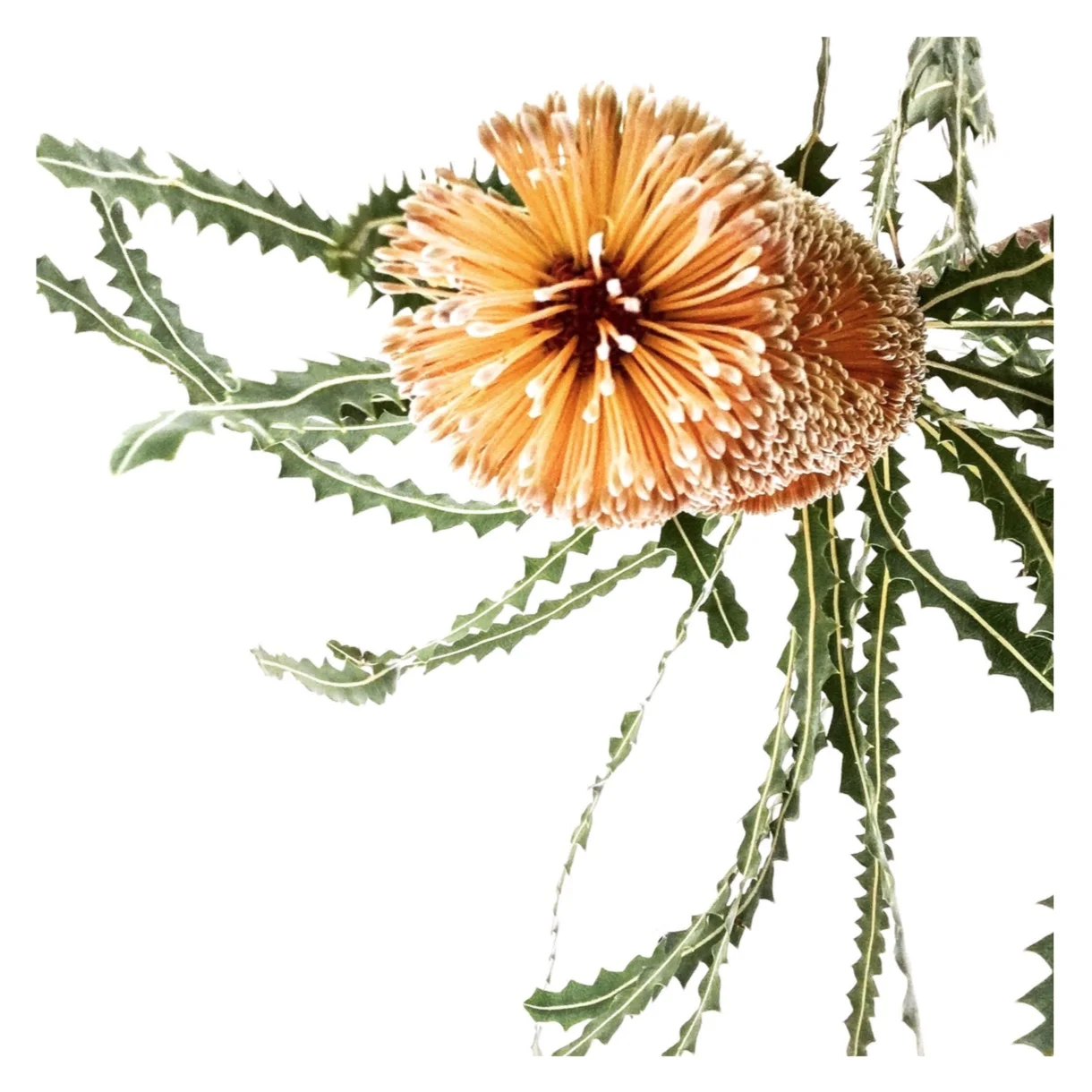 Orange Banksia by Helen Kleores