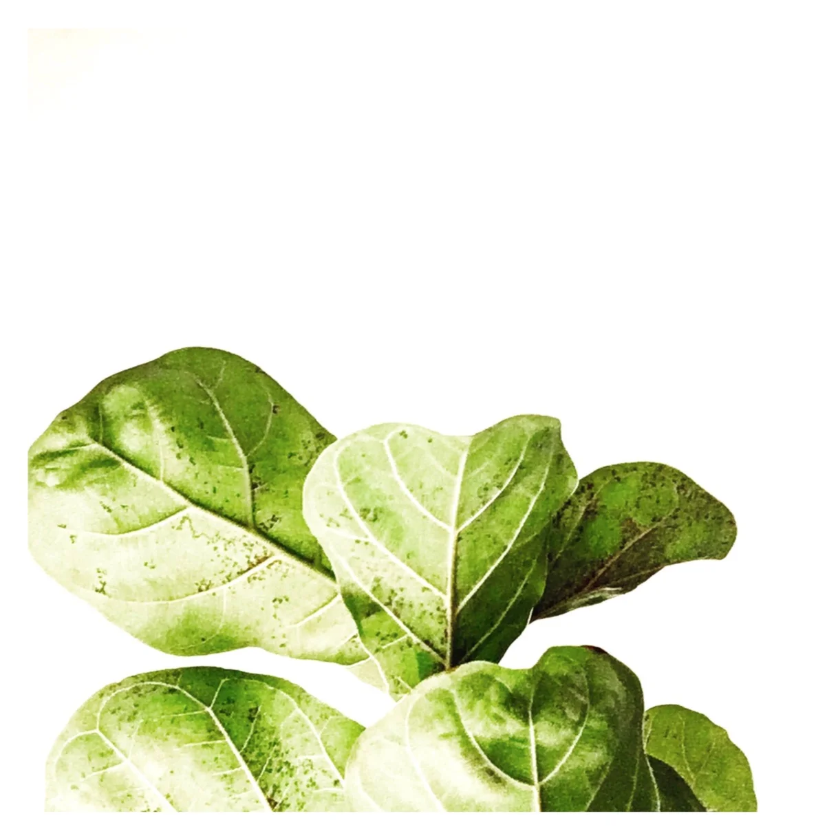 Ficus by Helen Kleores