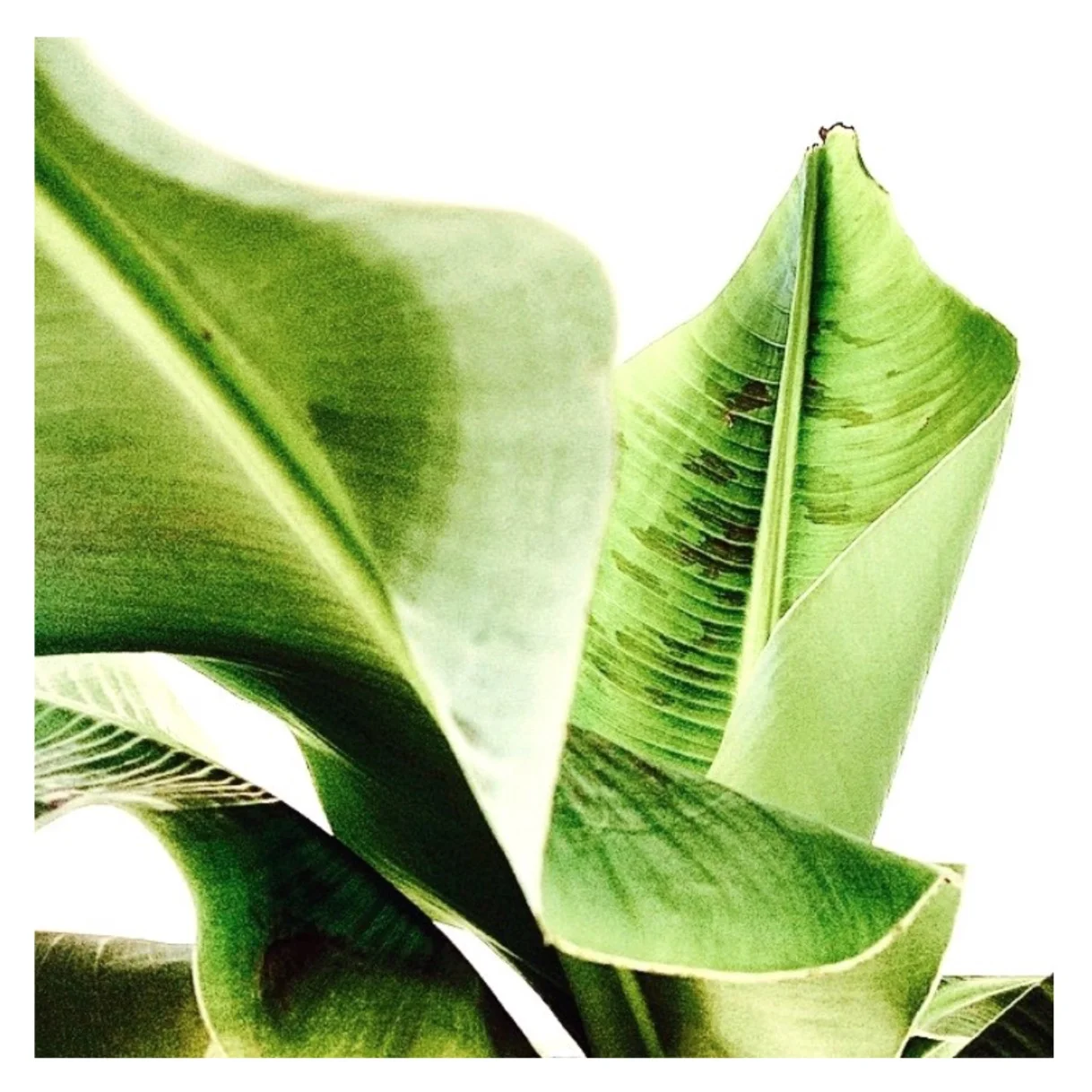 Strelitzia by Helen Kleores