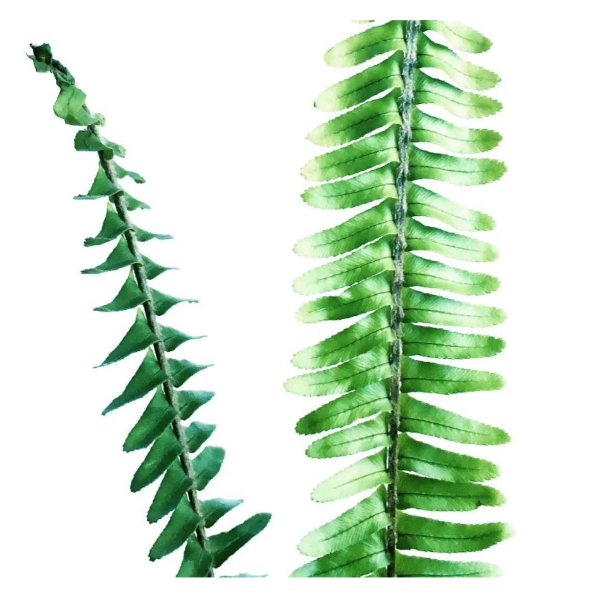 Fern by Helen Kleores