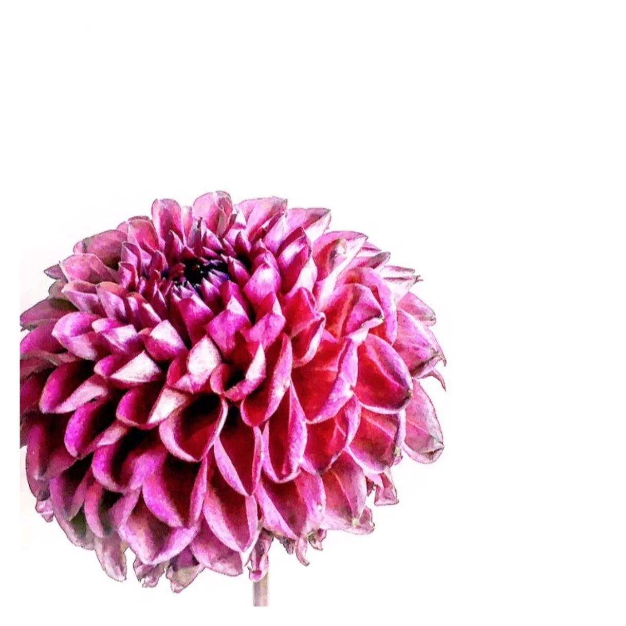 Dahlia by Helen Kleores