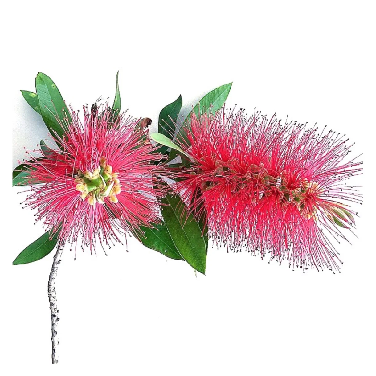 Bottle Brush by Helen Kleores