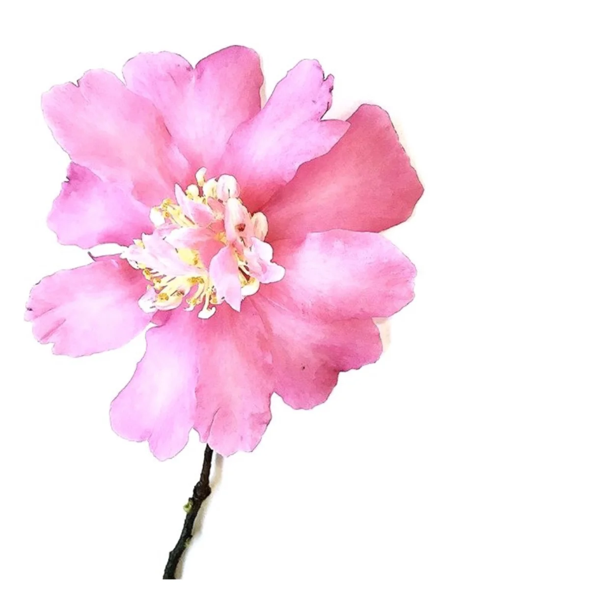 Pink Flower by Helen Kleores