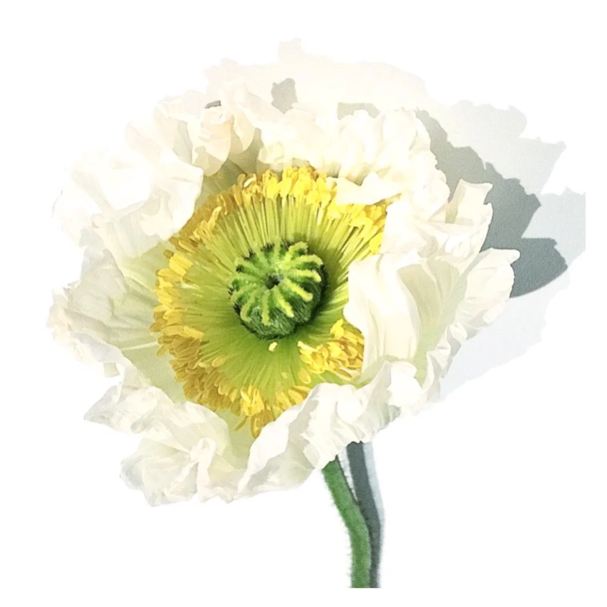 White Poppy by Helen Kleores