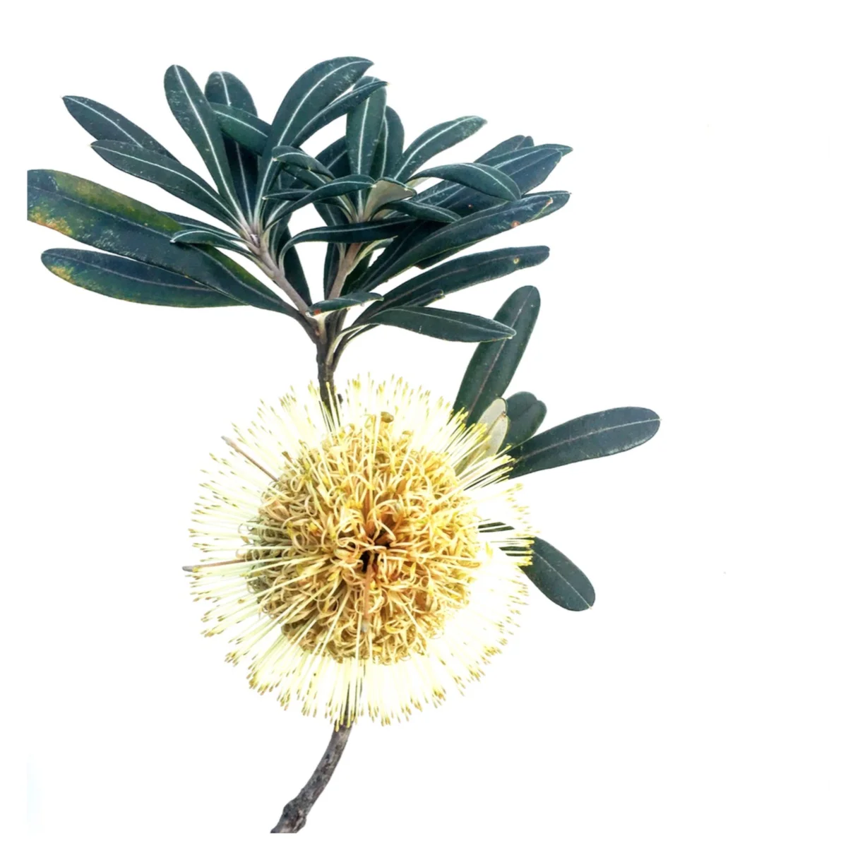 Coast Banksia Four by Helen Kleores