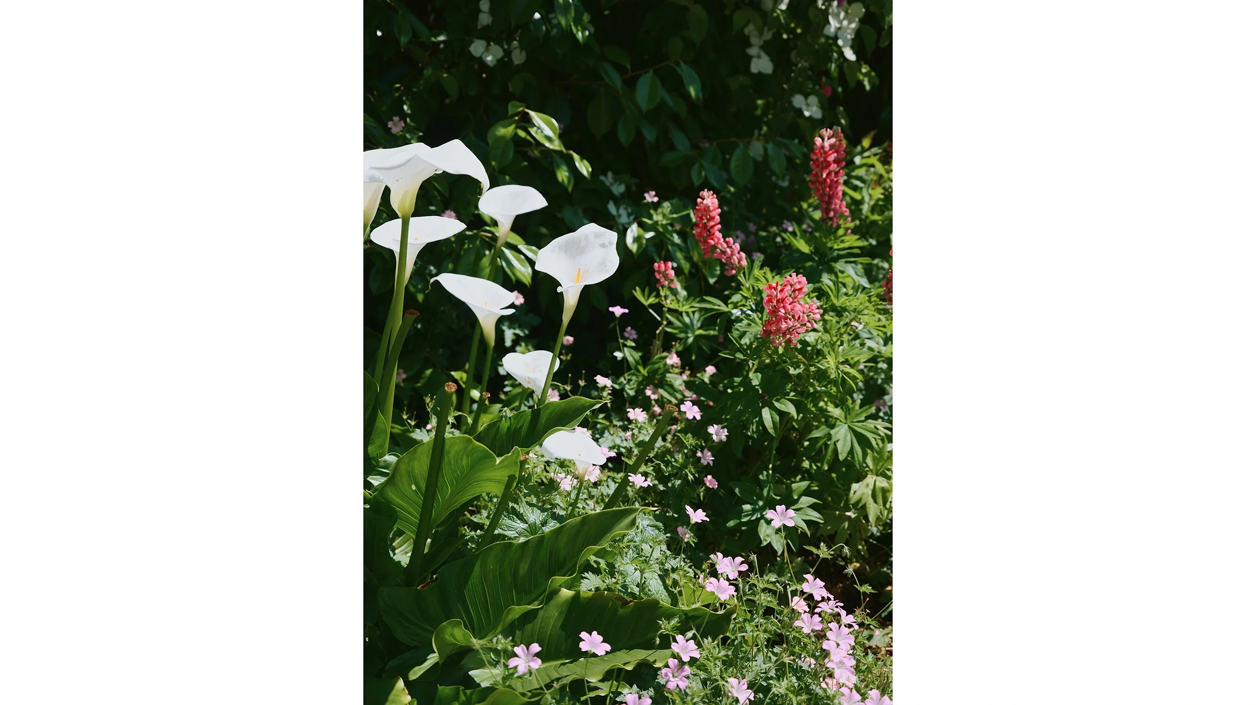 bridge-cottage-garden-house-landscape-architecture-residential-cornwall-UK-bridle-13.webp