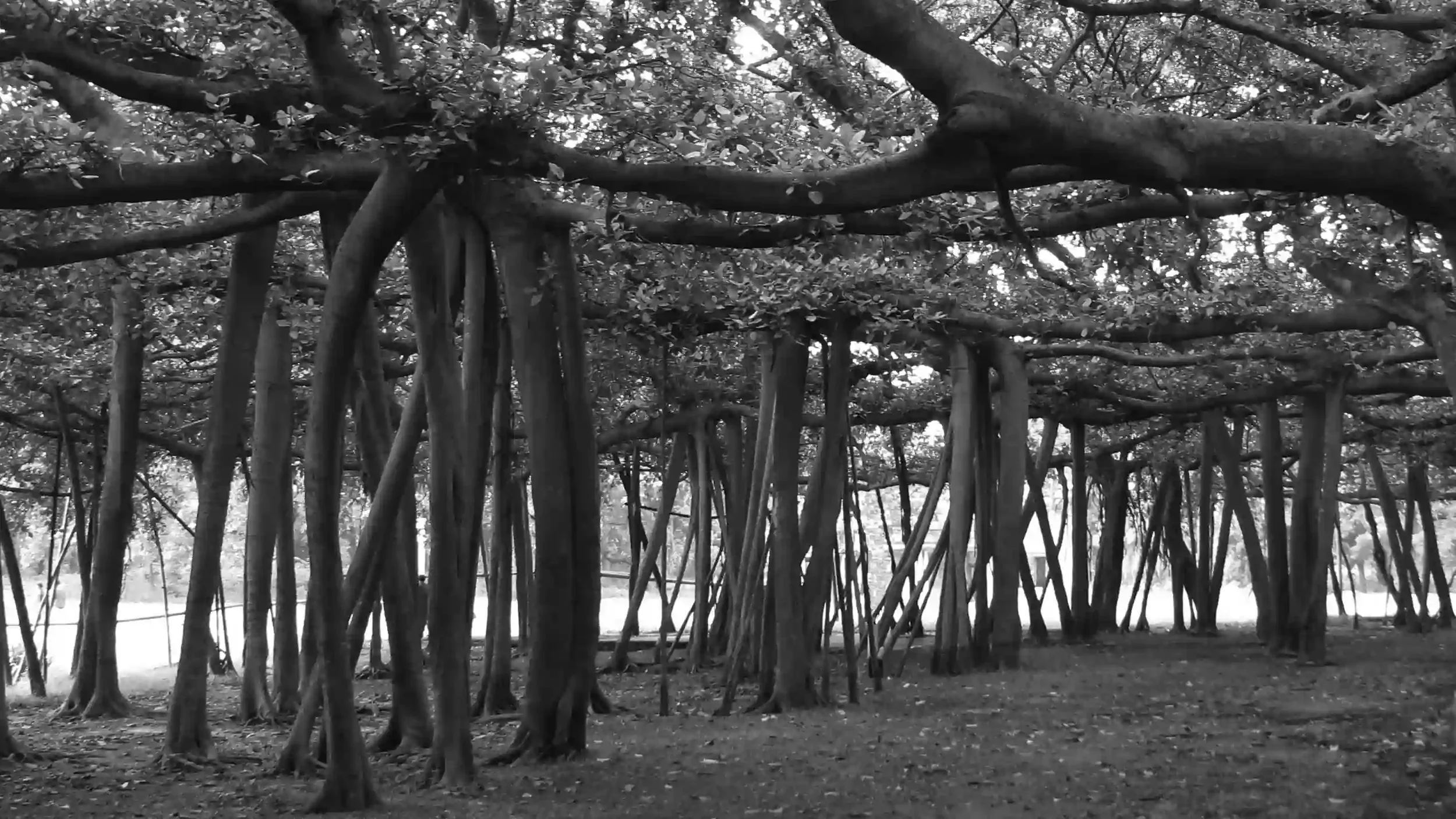 Garden City Shade 02