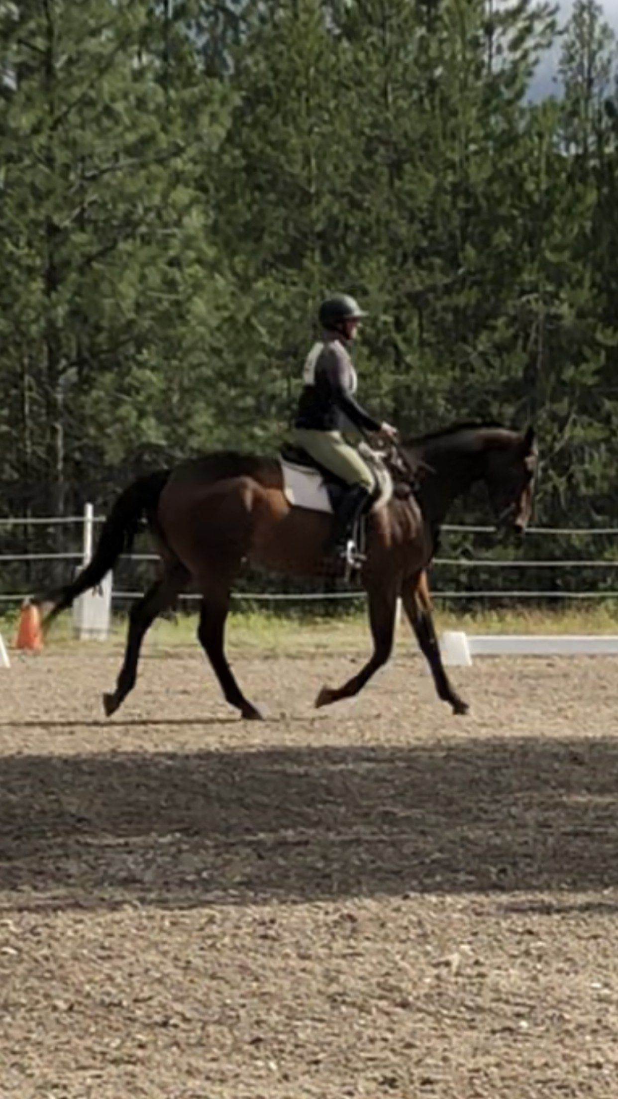 Learning the Posting Trot - For Beginner Horseback Riders