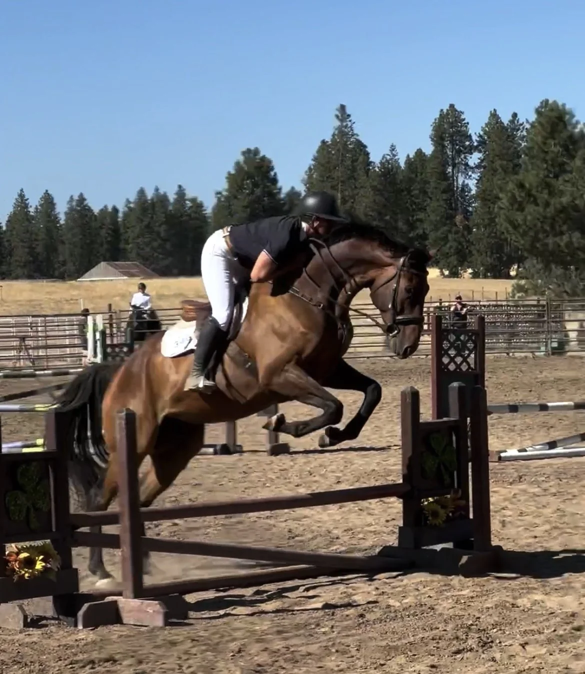 Learning How to Jump - Part 1 What to Expect at Your First Horseback Riding Lesson