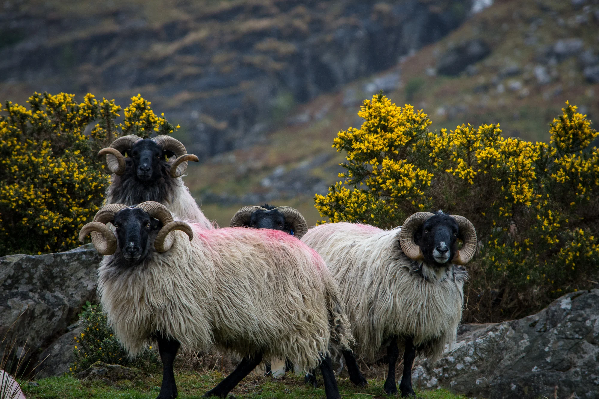 Ireland_card1-112.jpg