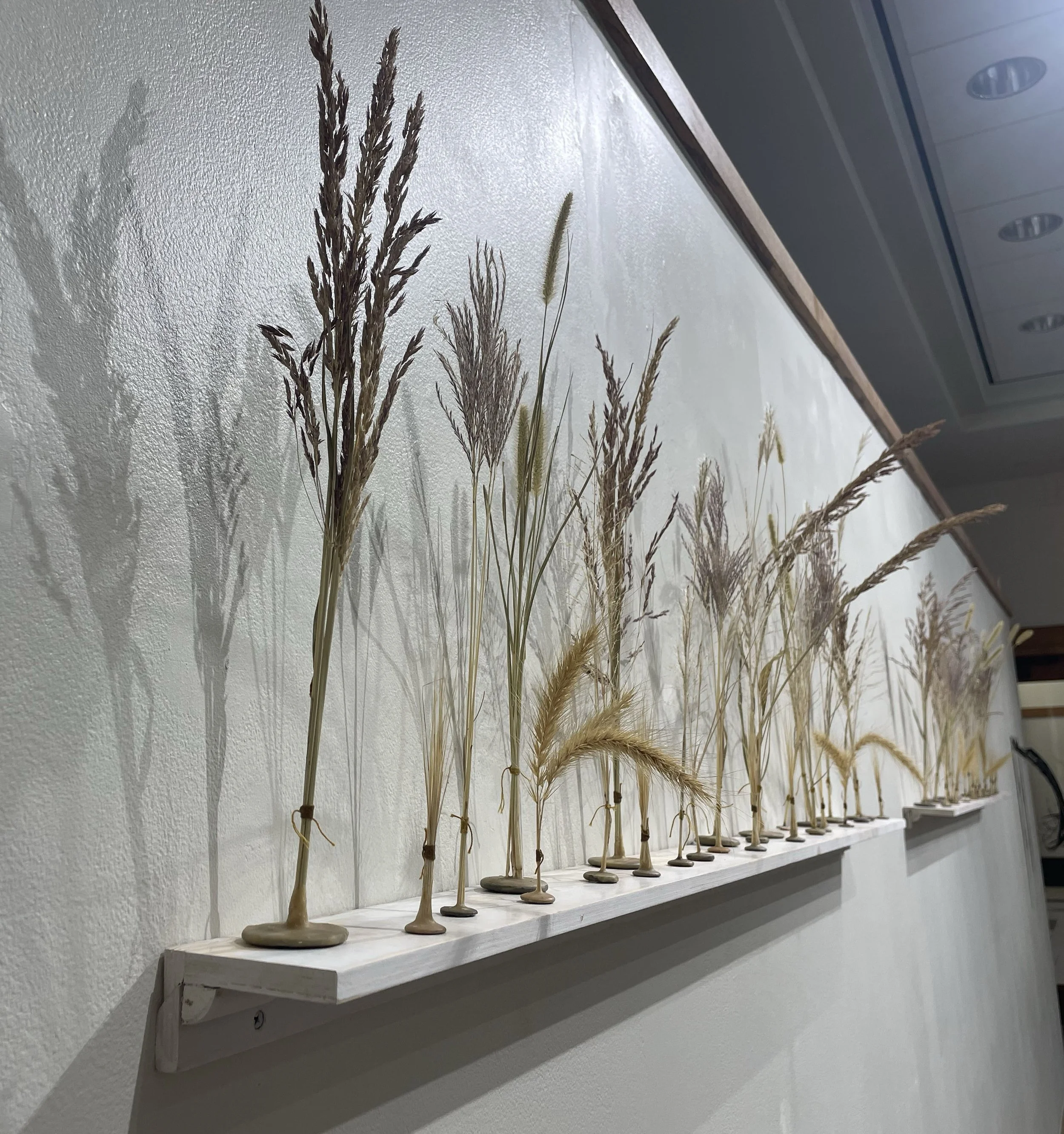 Native and Invasive grasses