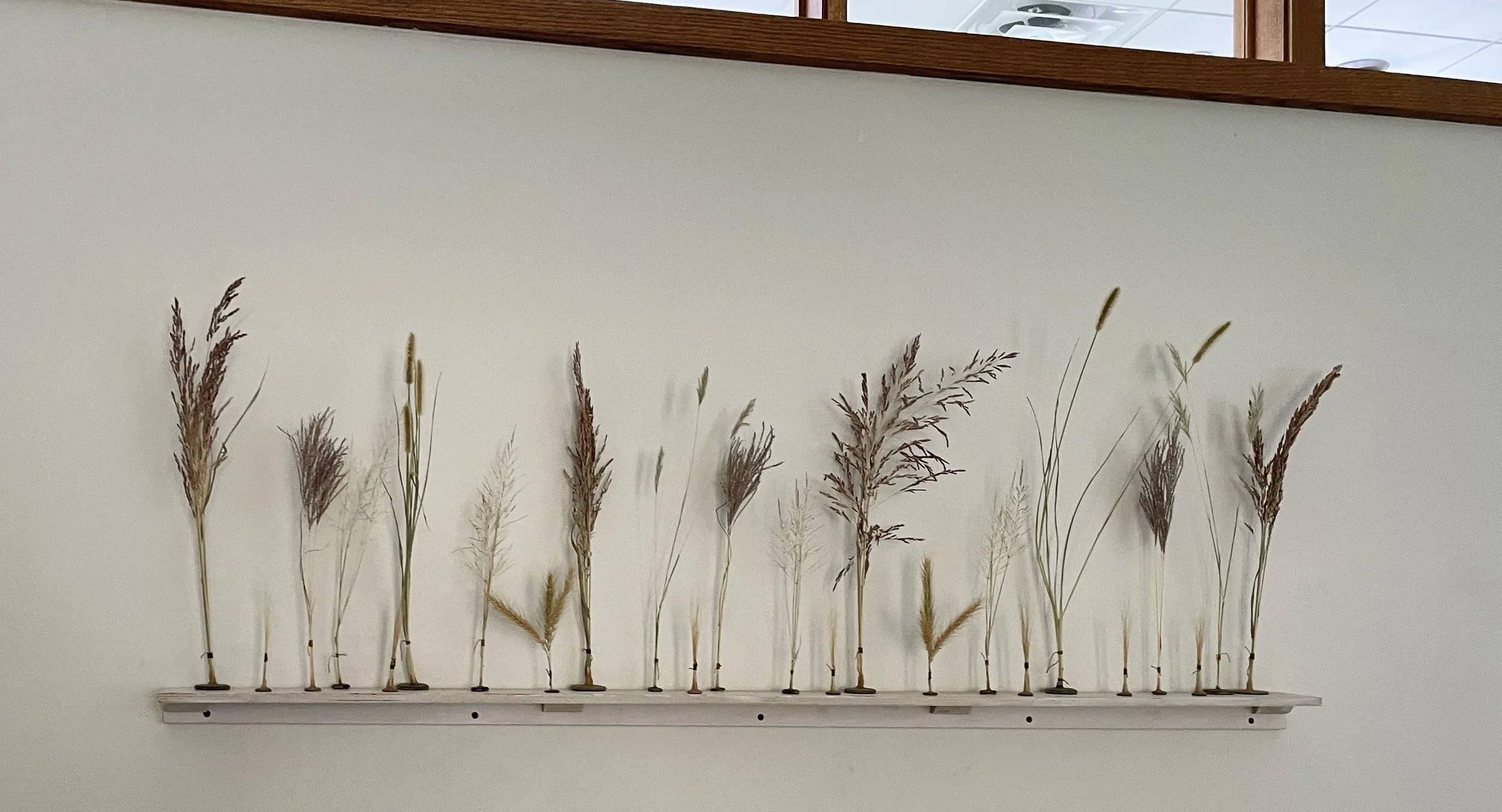 Native and Invasive Oklahoma Grasses