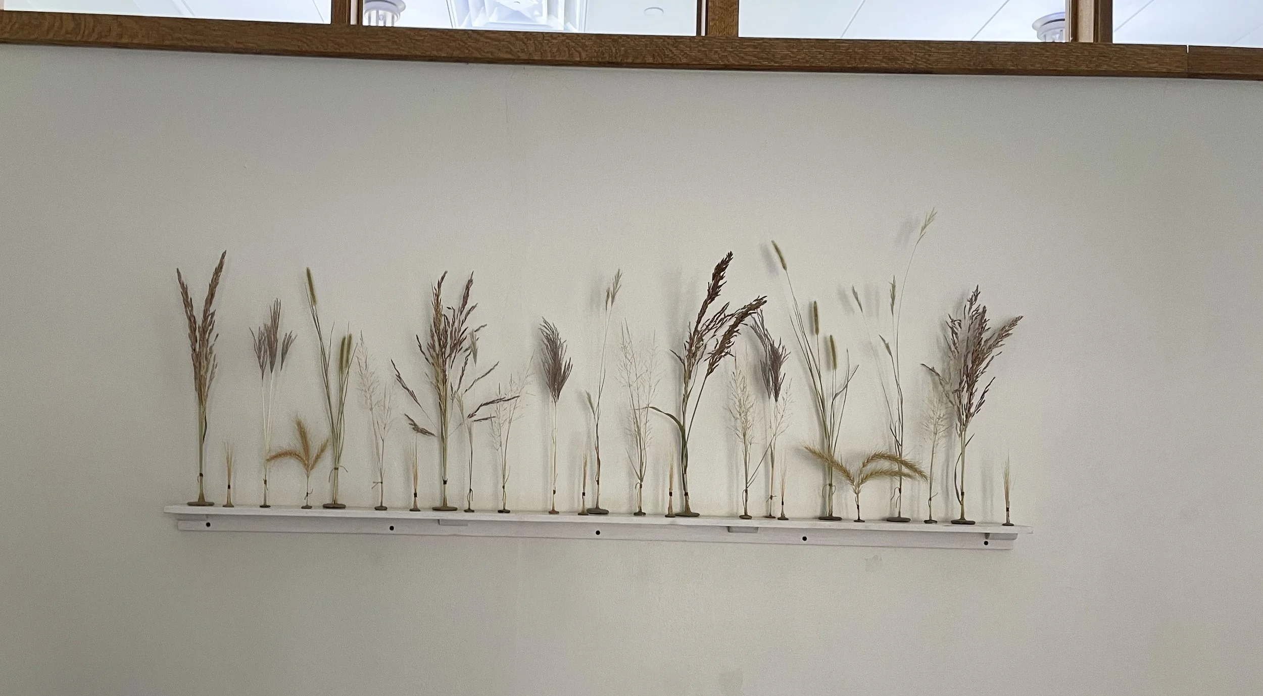 Native and Invasive Oklahoma Grasses