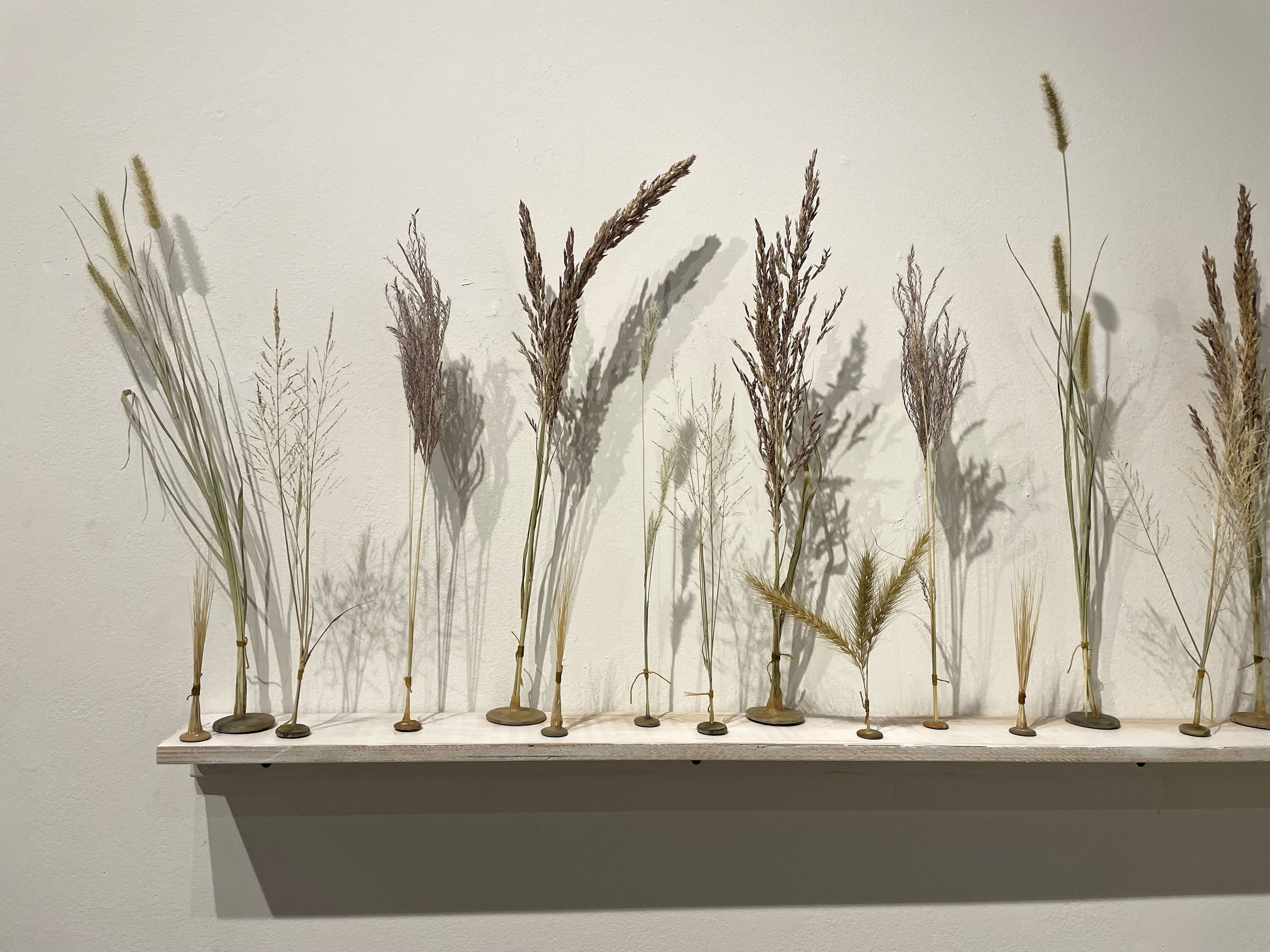 Native and Invasive Oklahoma Grasses.