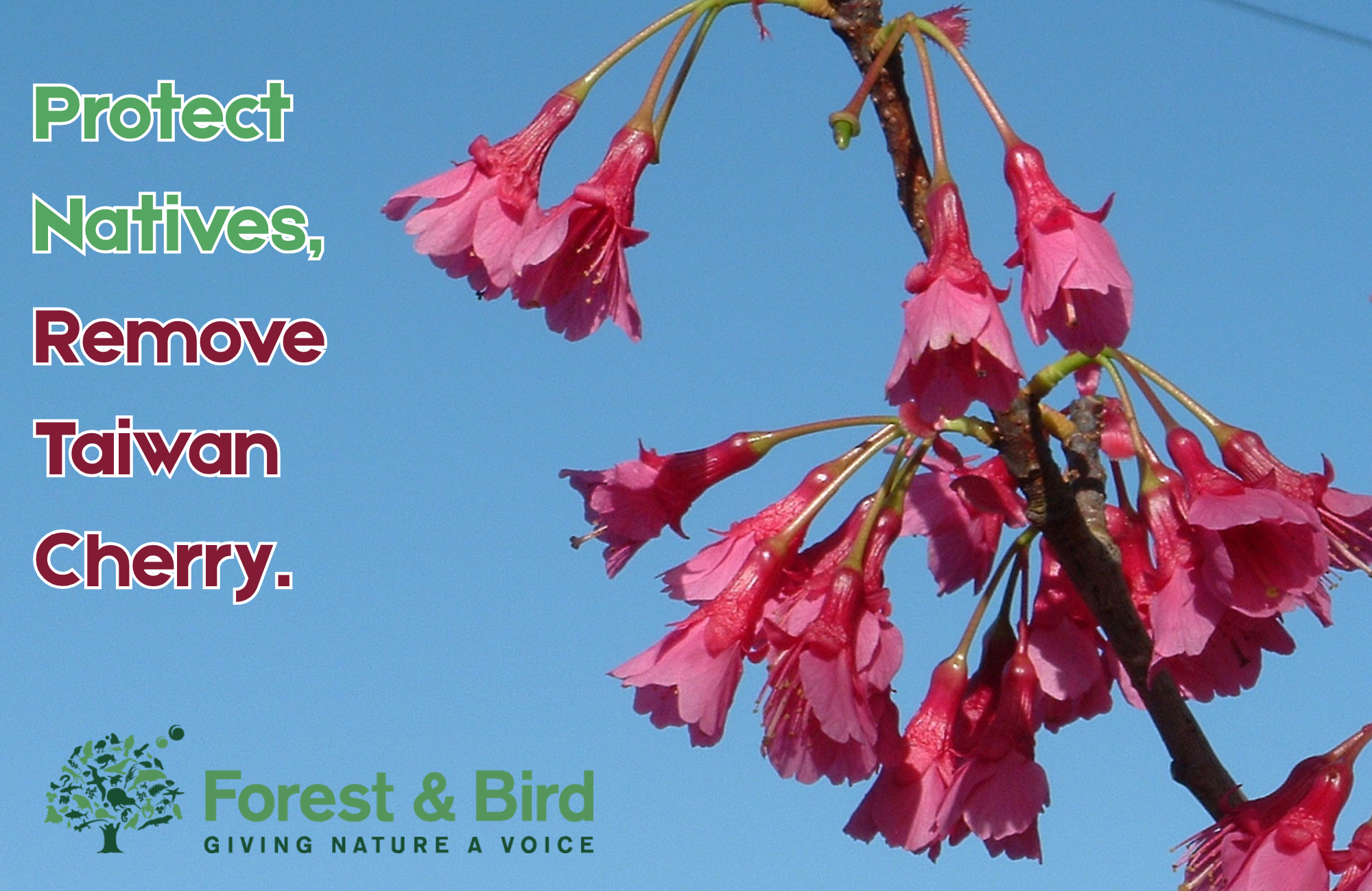 Cherry Tree Working Bee: Location TBC