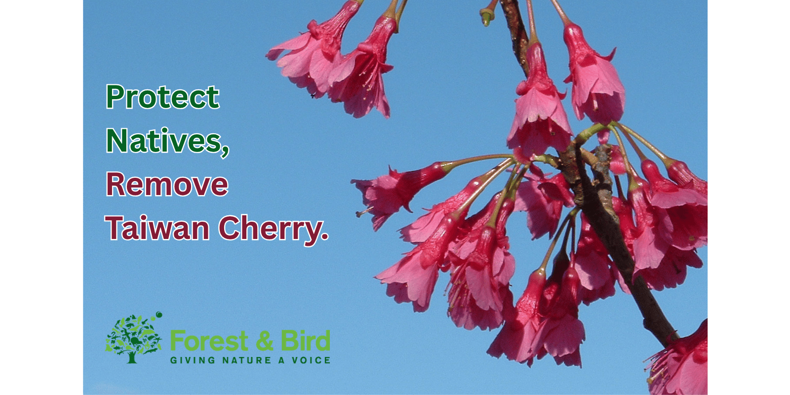 Cherry Tree Working Bee - Appenzell Road