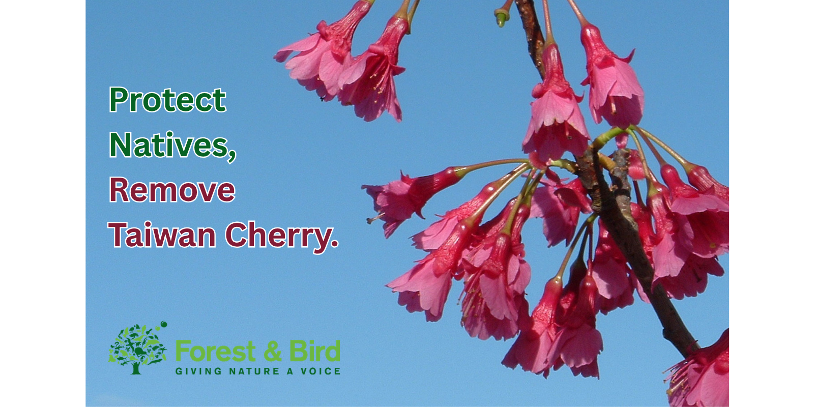 Cherry Tree Working Bee at Waiewe Reserve