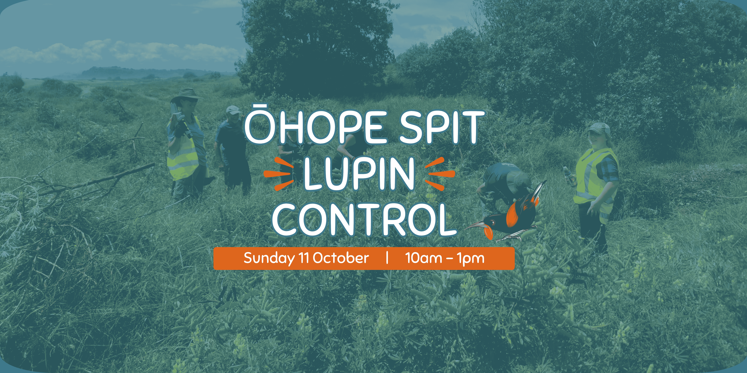 Ōhope Spit Lupin Control 