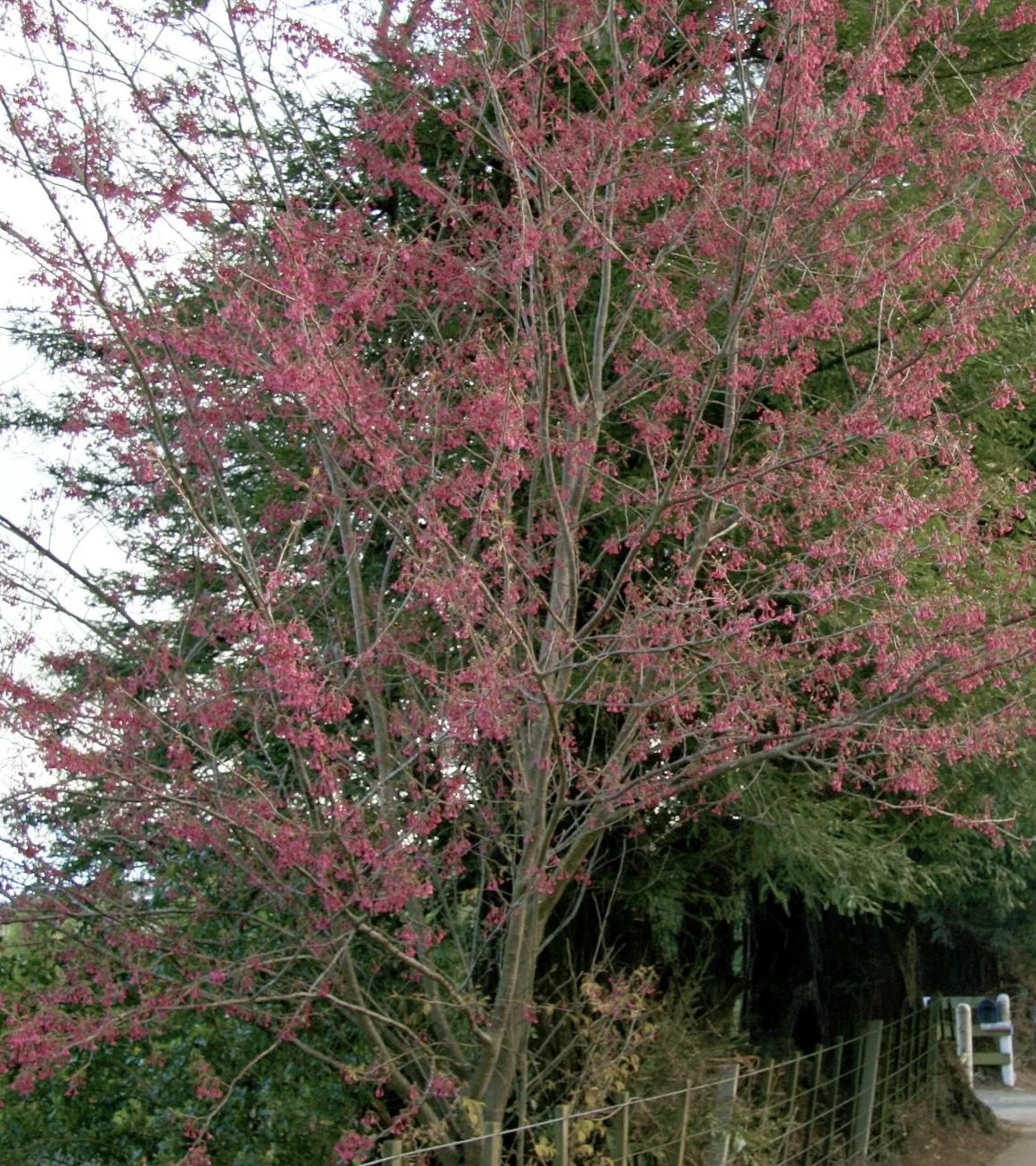 Cherry Tree Working Bee: Hillcrest Road