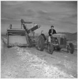 Eiichi Sakauye plows the field around Heart Mountain internment camp.
