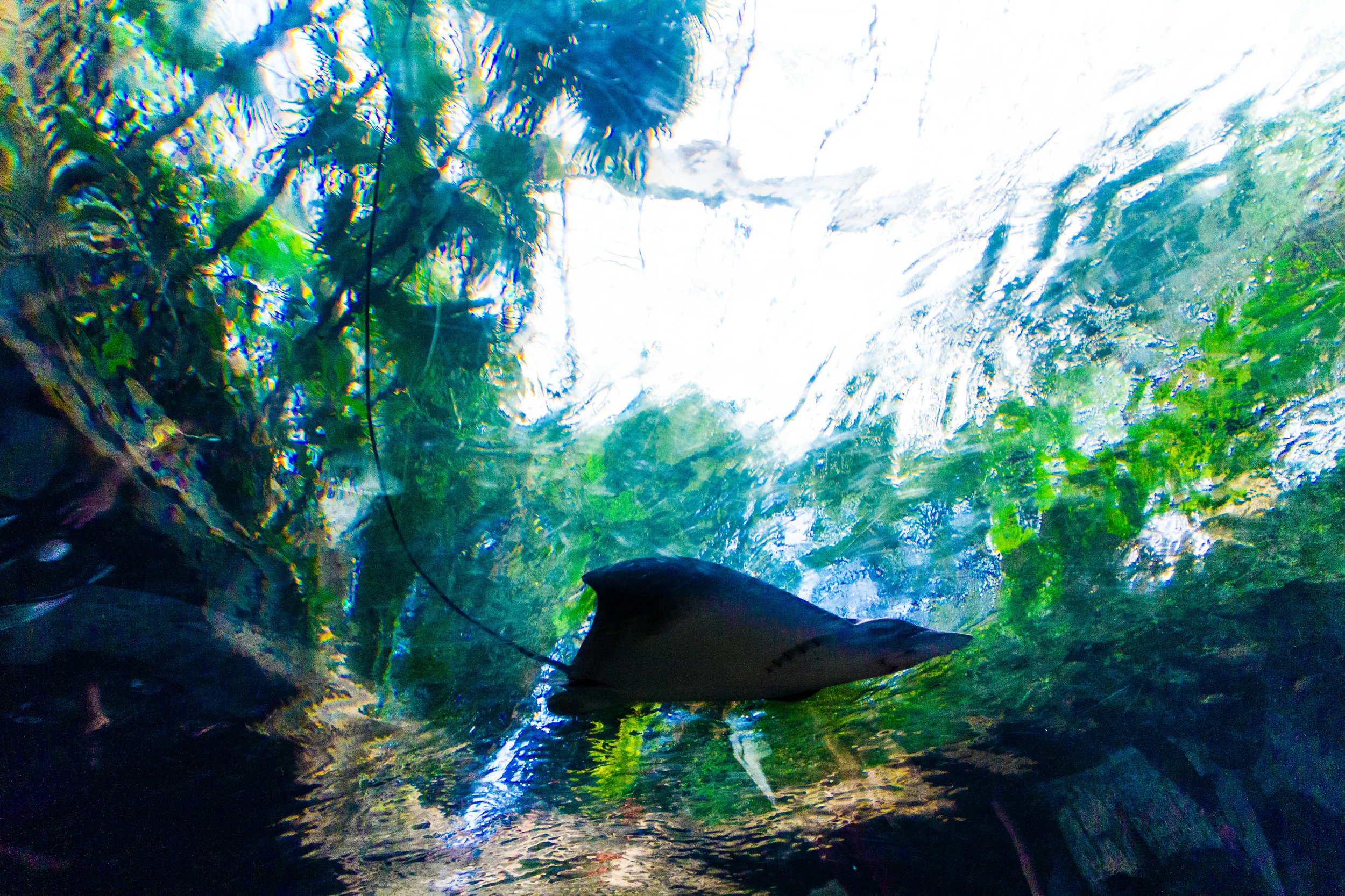  Dallas World Aquarium, August 31, 2017 