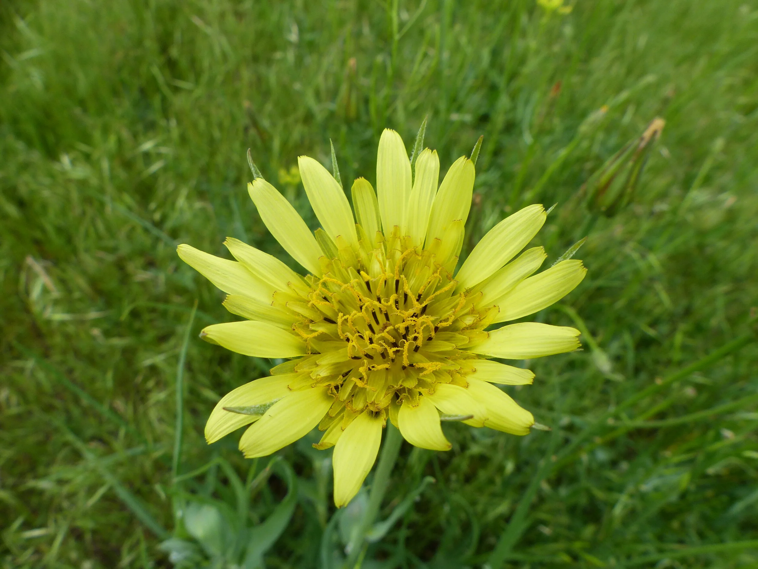 Spring Cleaning with Herbal Allies