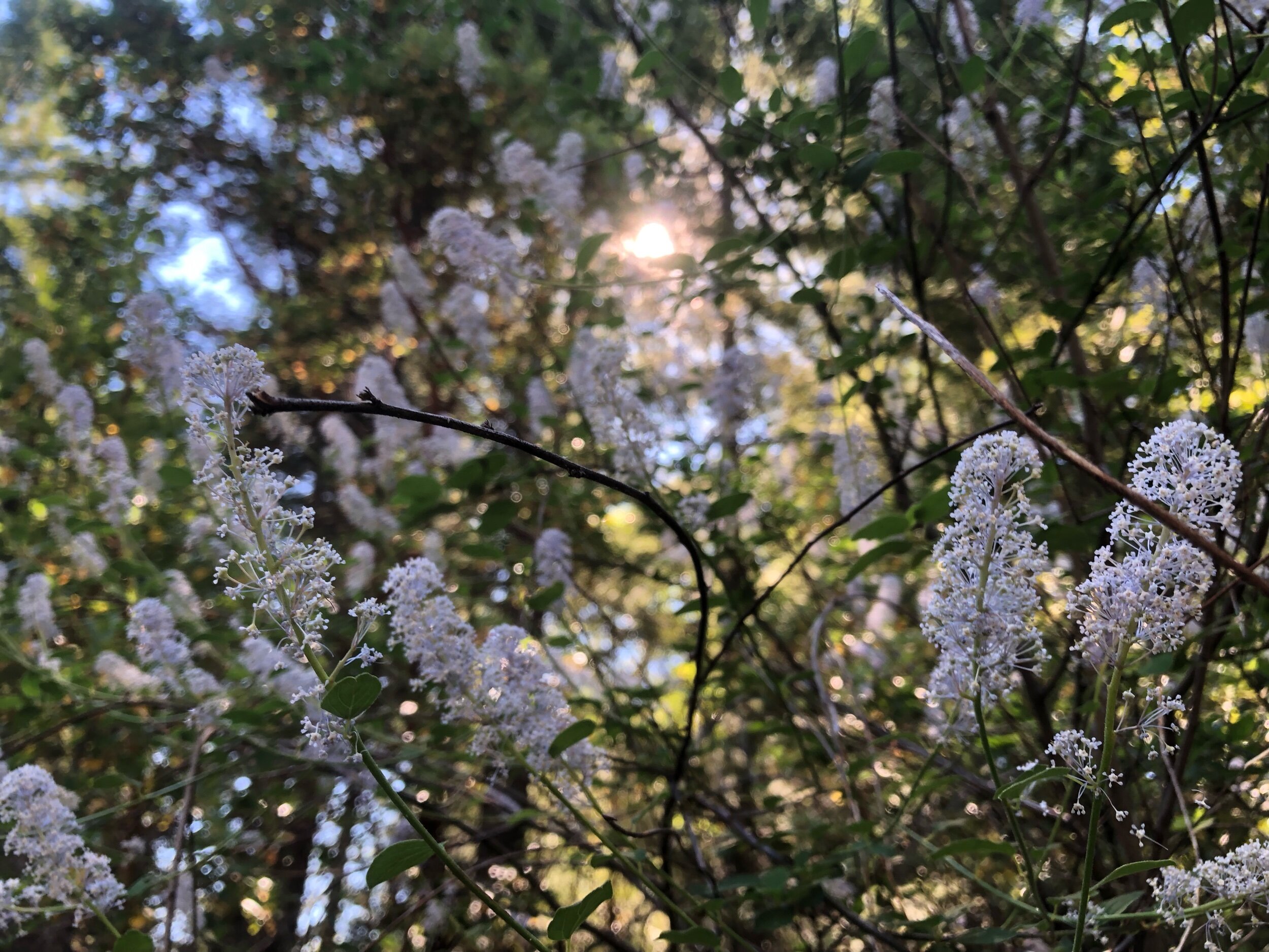 Healing the Brain Through Nature