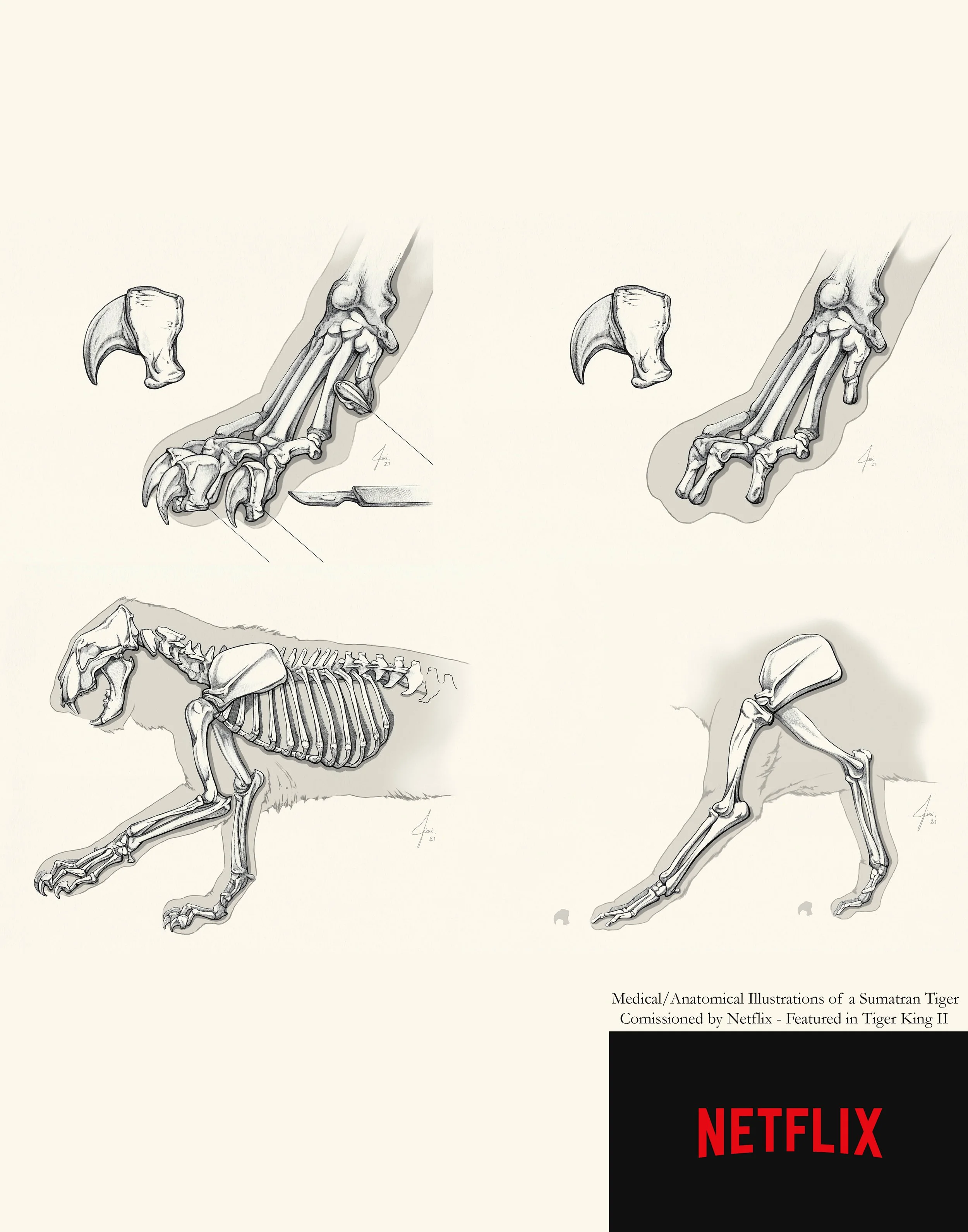Scientific Illustrations for Netflix 