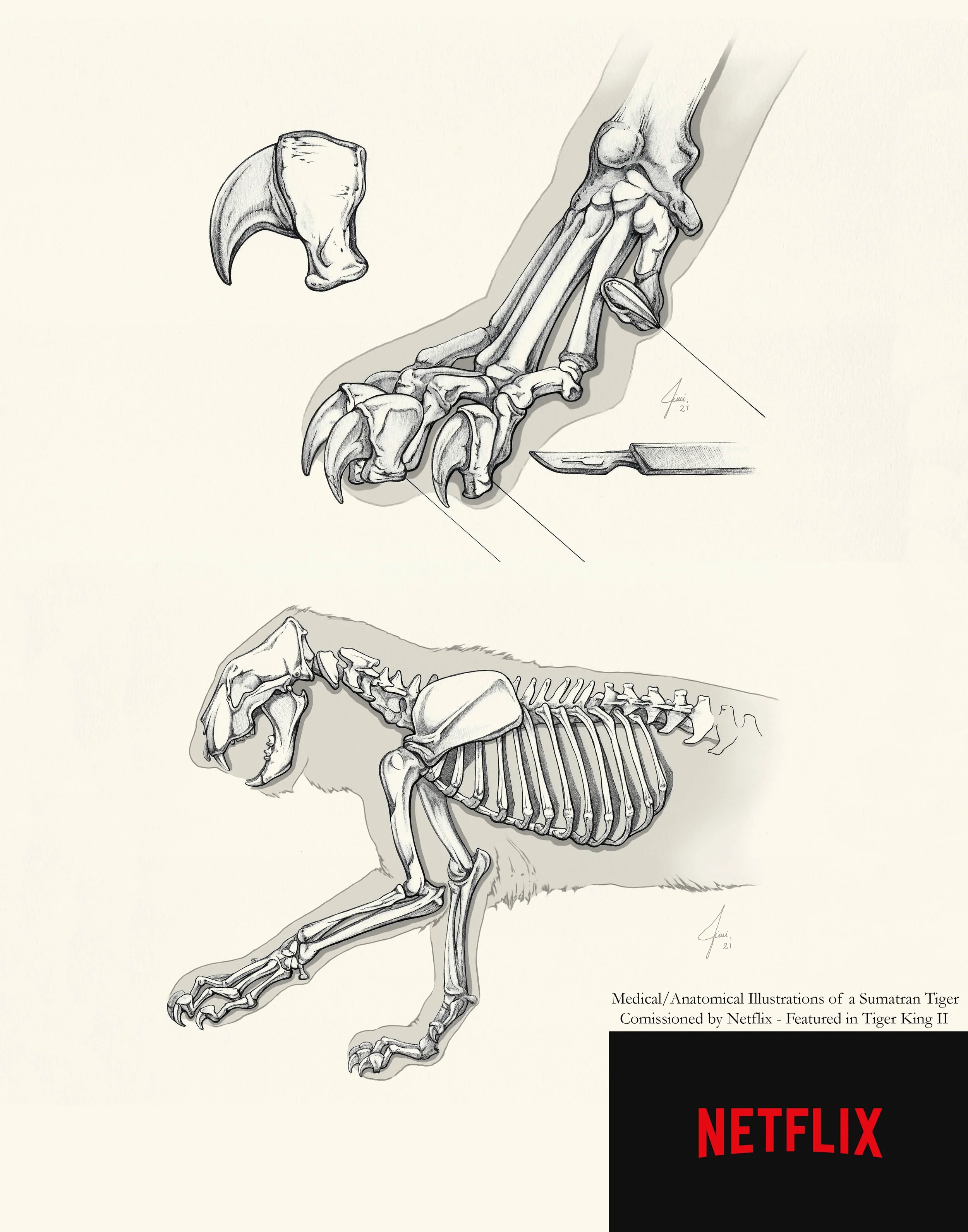 Scientific Illustrations for Netflix 