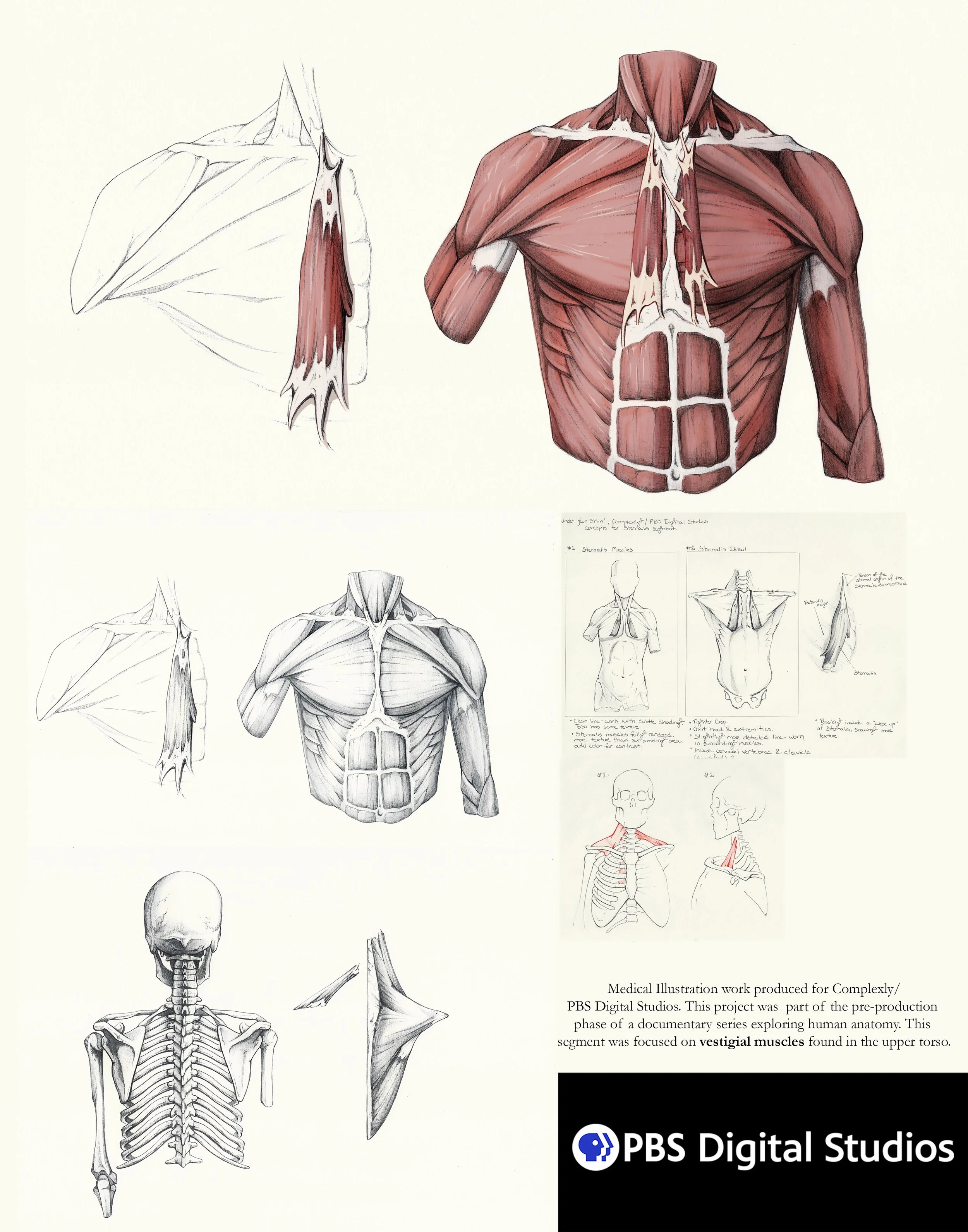 Medical Illustration for PBS Digital Studios 