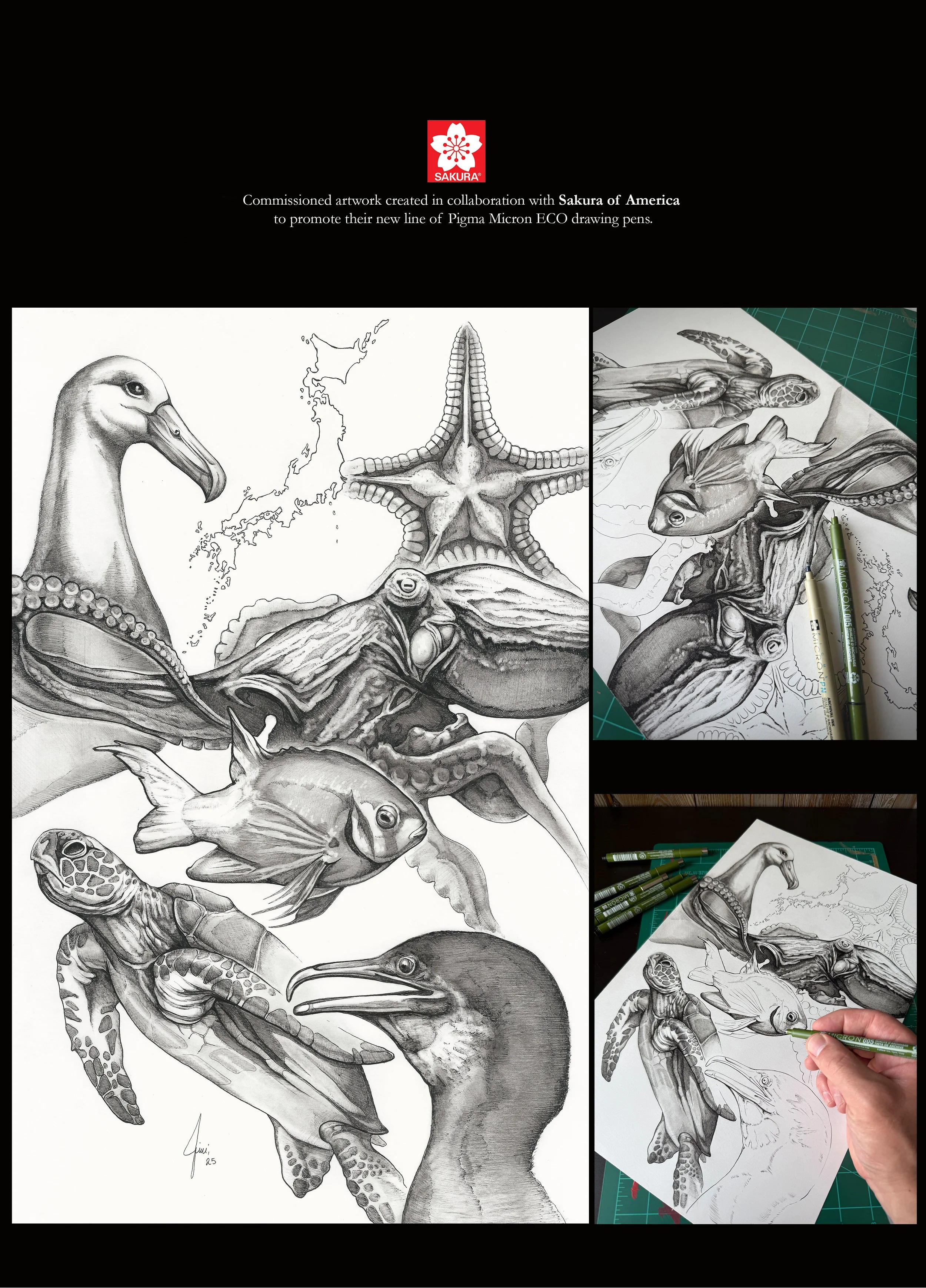 Marine Biology Illustrations for Sakura of America 