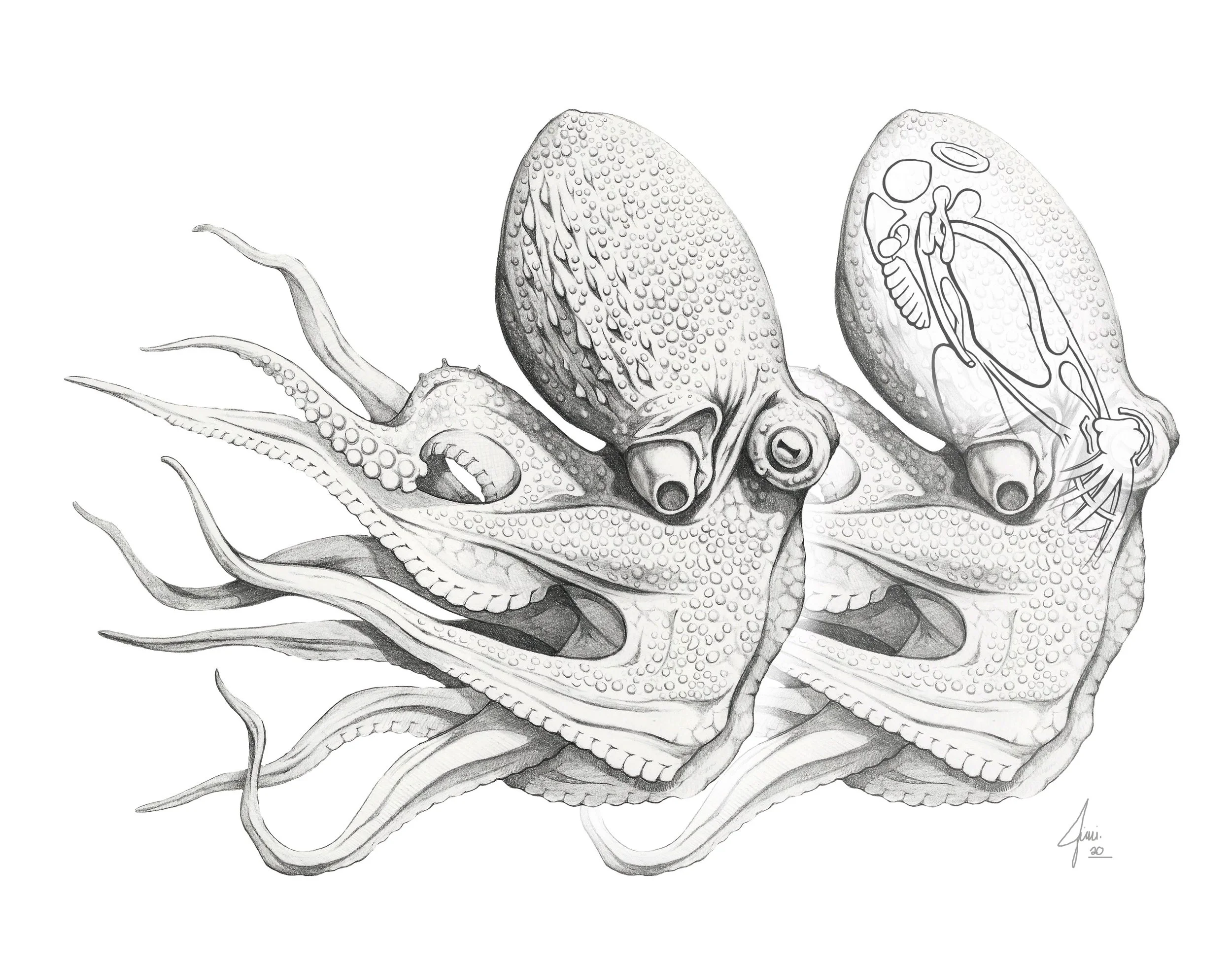 Octopus Vulgarus.jpg