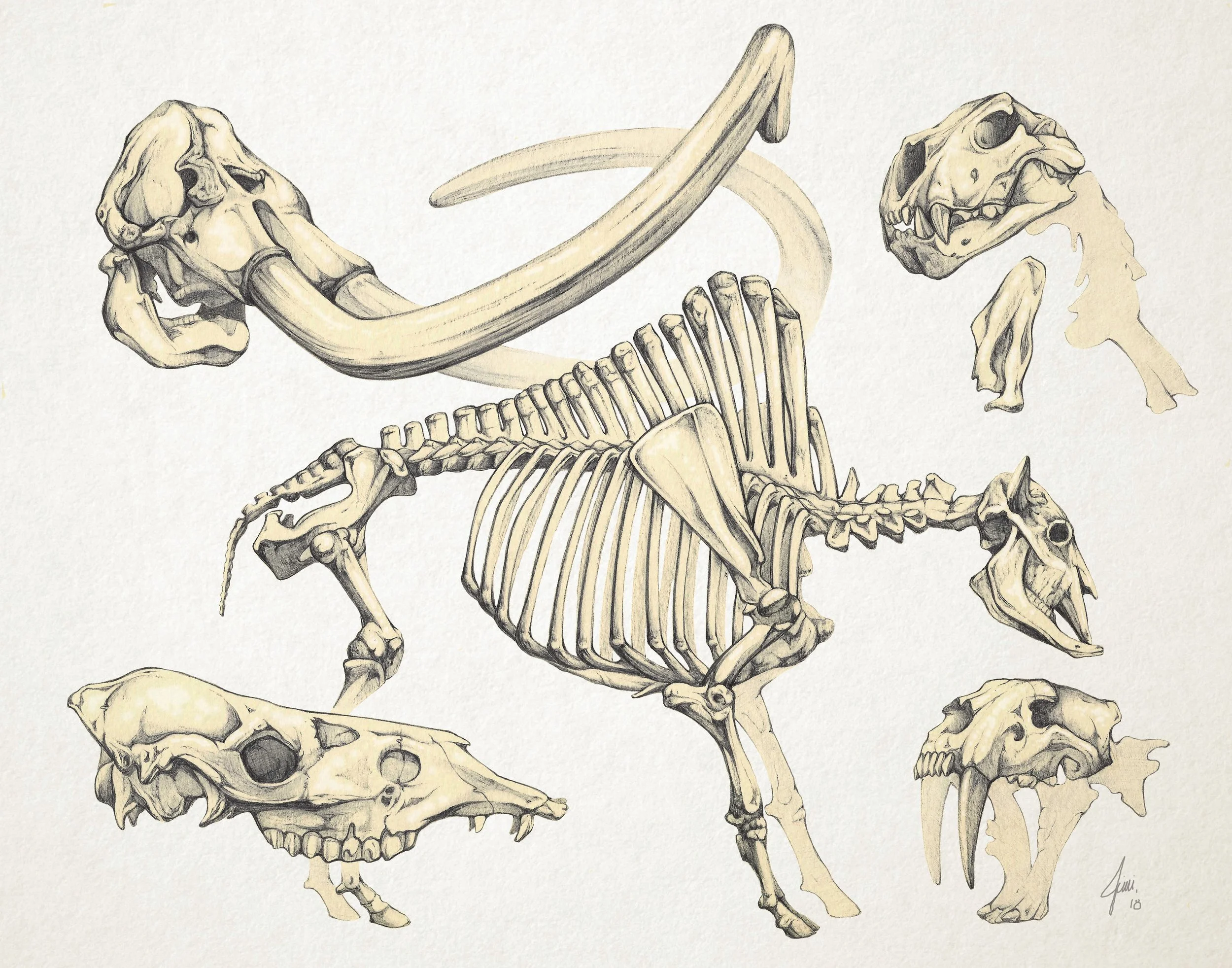 La Brea Tar Pit Osteology.jpg