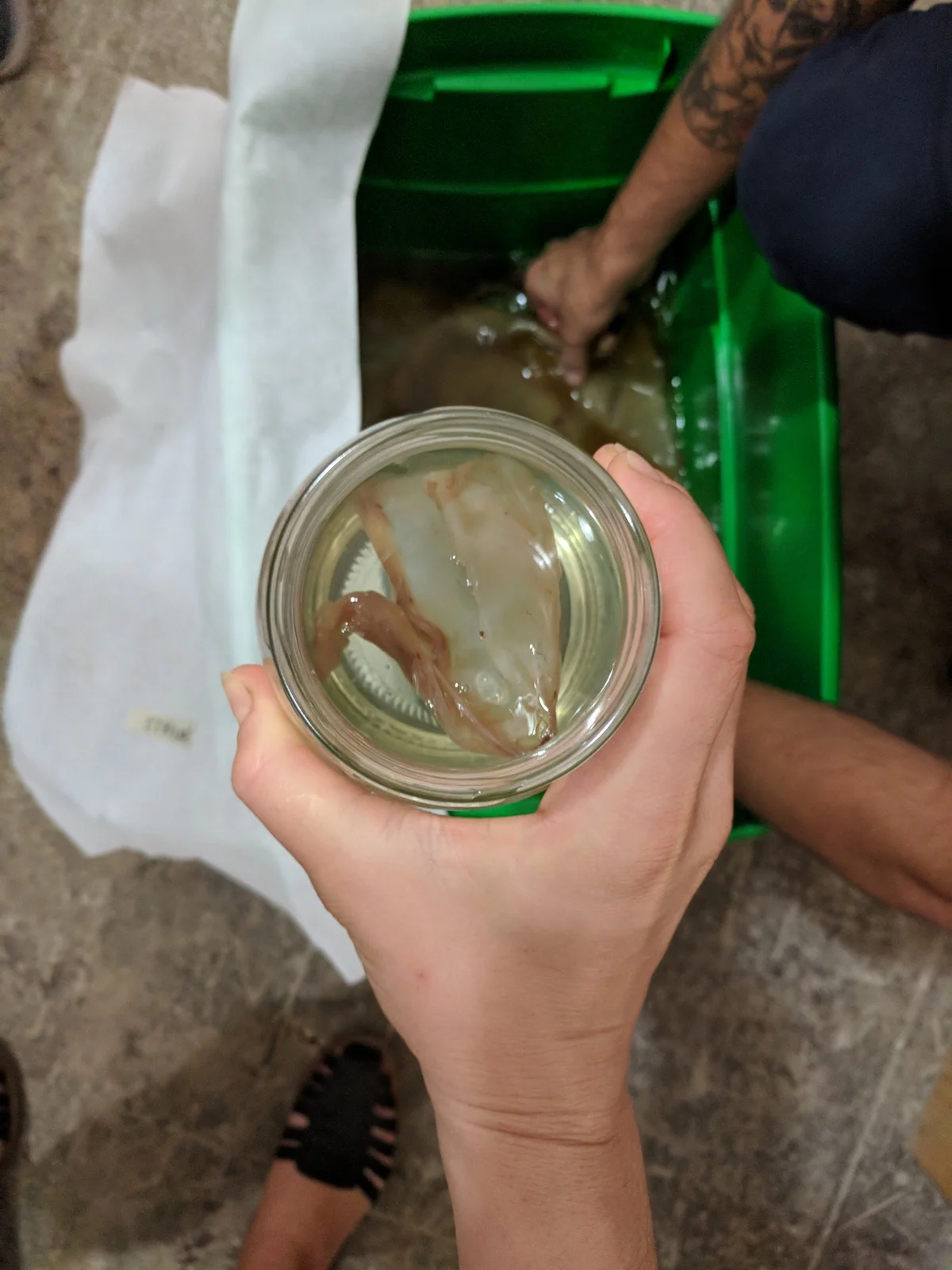 STEP 1. Remove the Mother from the Kombucha